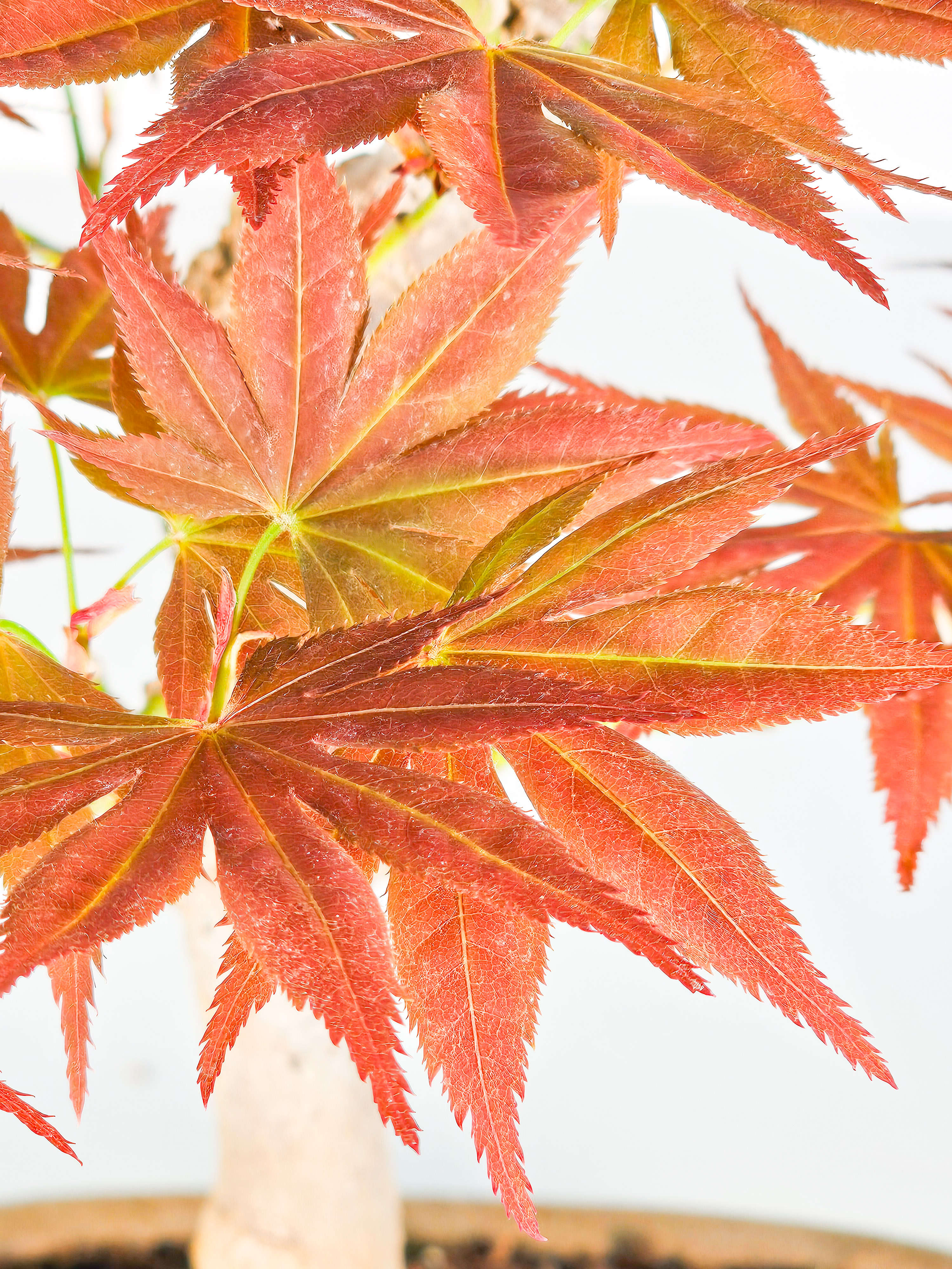 Bonsai Fächerahorn - Acer palmatum yugure 45cm
