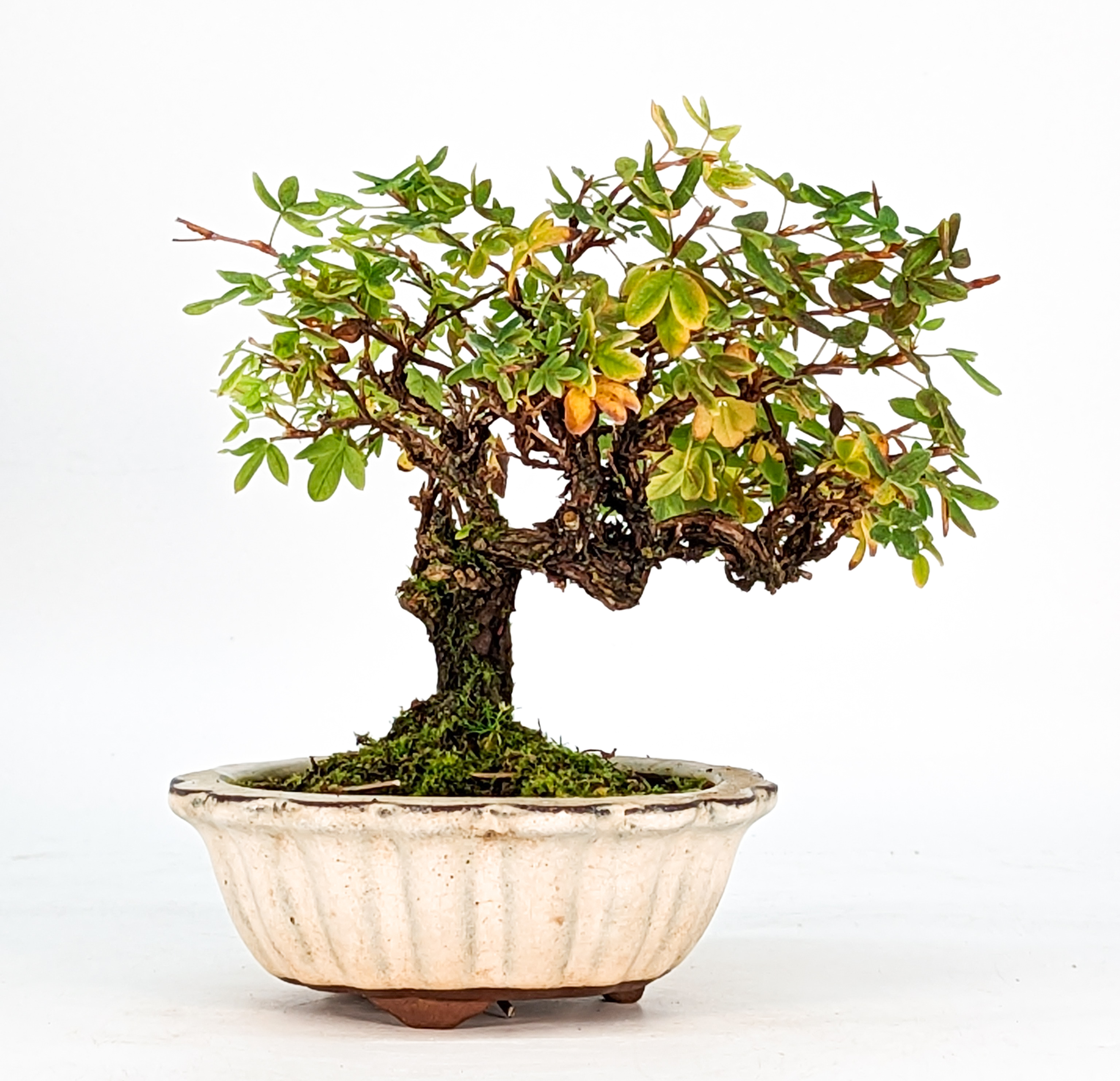 Bonsai Potentilla Shohin 10cm