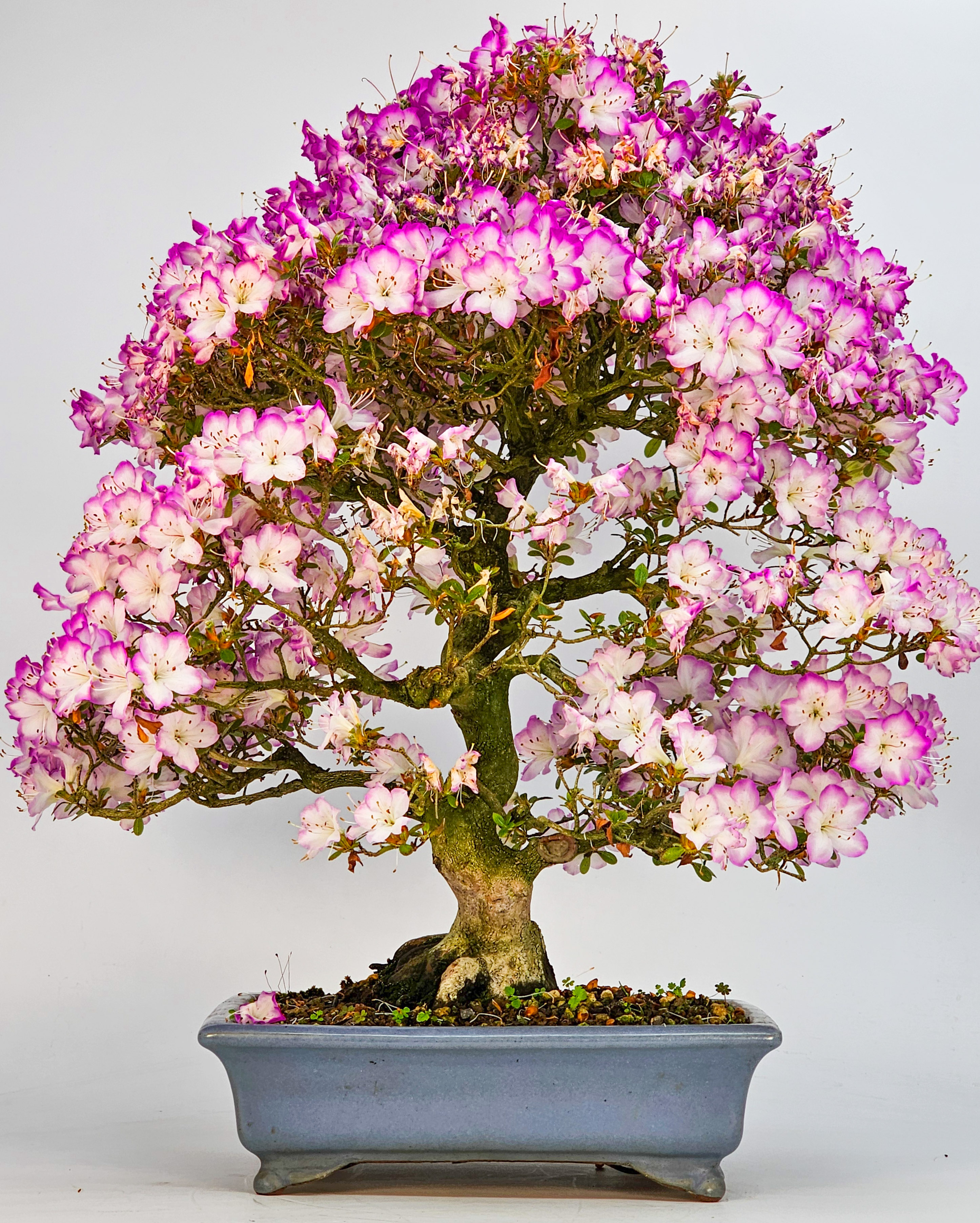 Bonsai Azalee Rhododendron indicum -Miyamamangetsu- 47cm