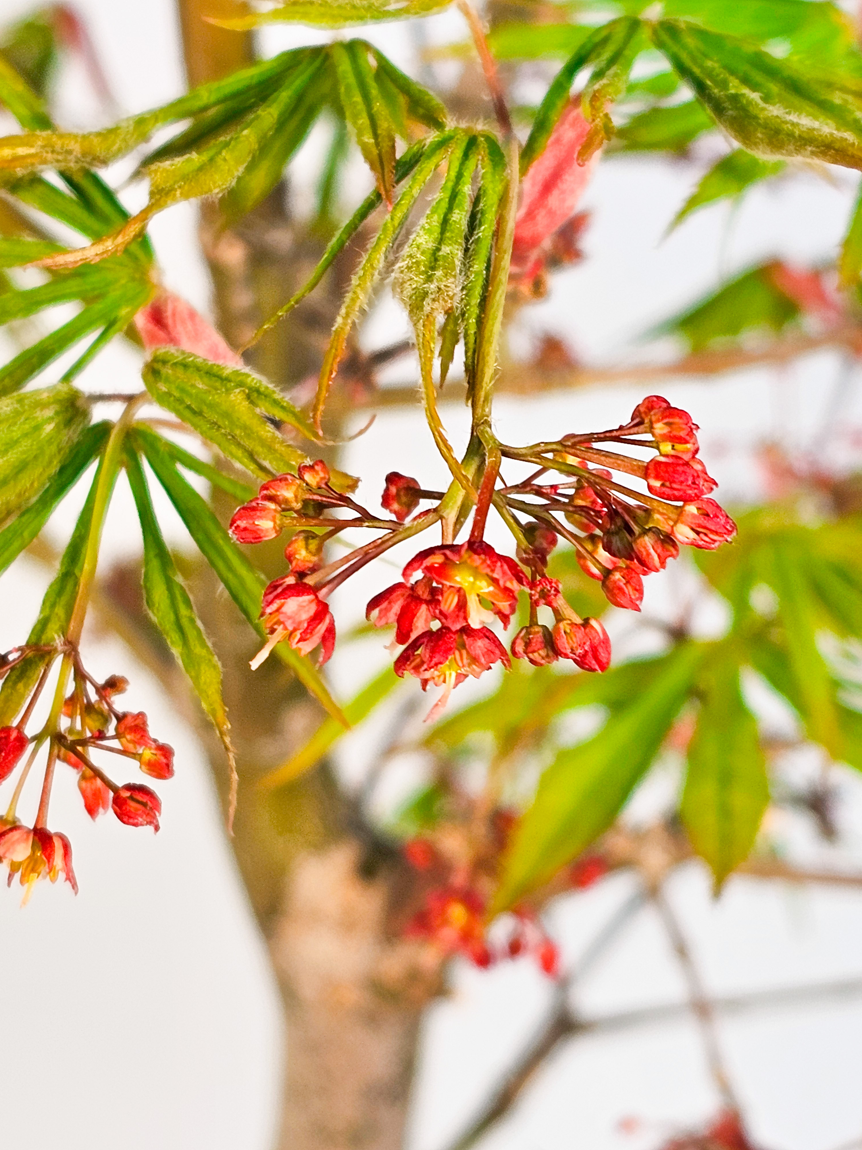 Bonsai Fächerahorn - Acer palmatum Osakazuki 48cm