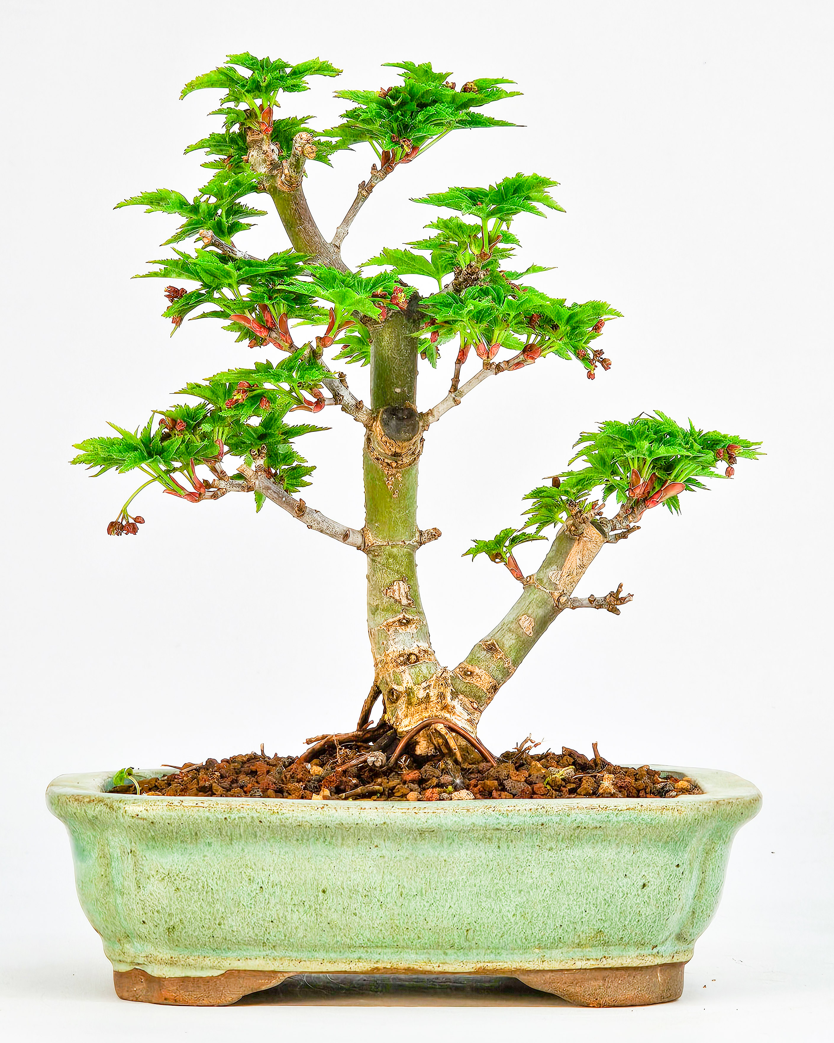 Bonsai Löwenkopfahorn- Acer palmatum Shishigashira Shohin 14cm
