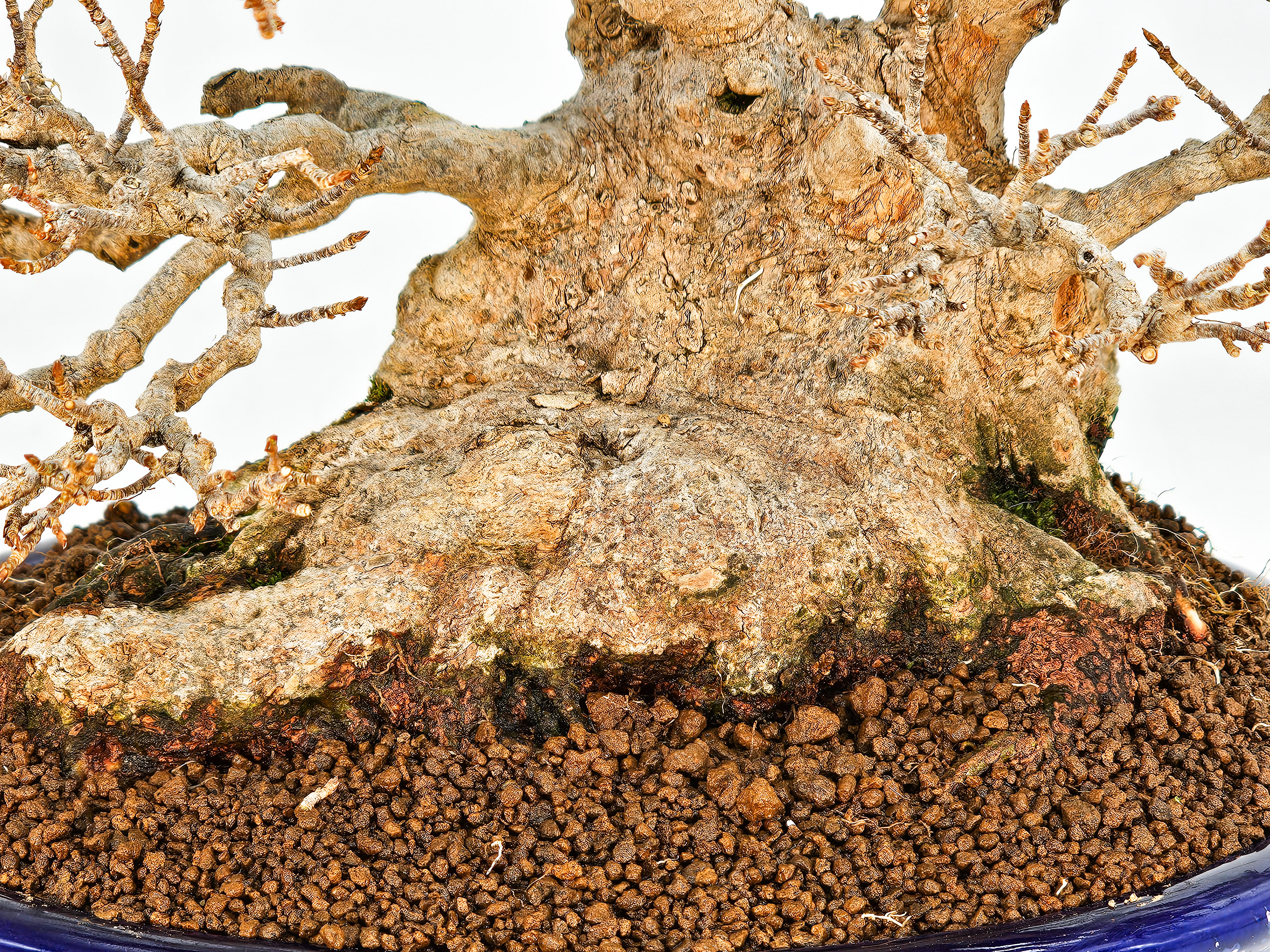 Bonsai Dreispitzahorn - Acer buergerianum 20cm Video!!