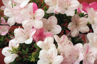 Bonsai Azalee Rhododendron indicum - Akemi-no-tsuki - Shohin 15,5cm