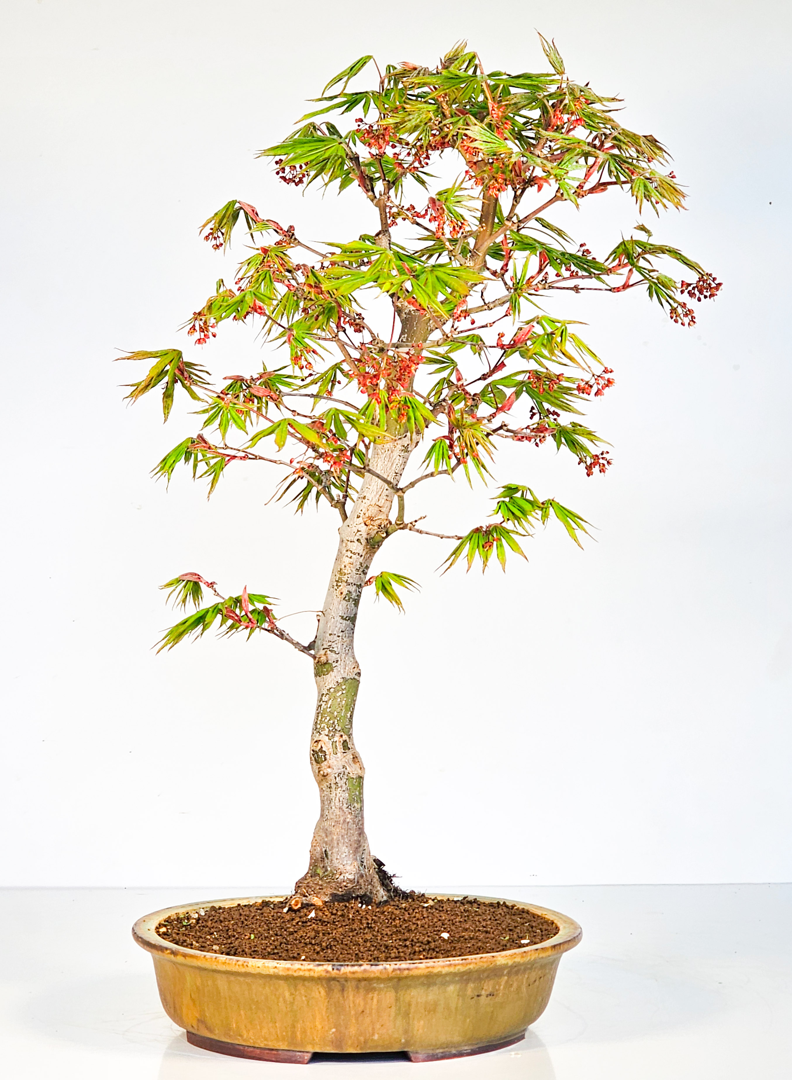 Bonsai Fächerahorn - Acer palmatum Osakazuki 48cm
