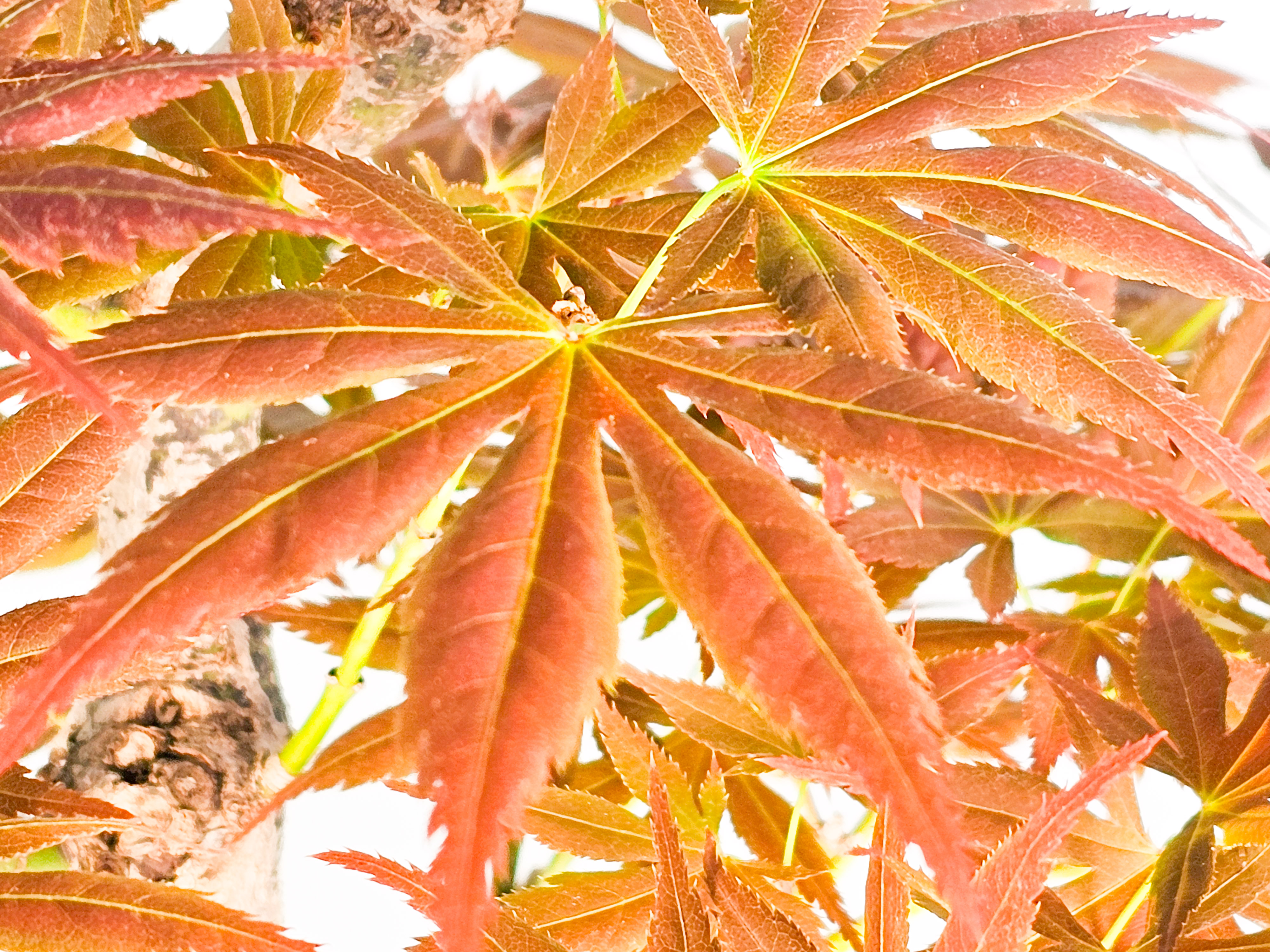 Bonsai Fächerahorn - Acer palmatum yugure 45cm