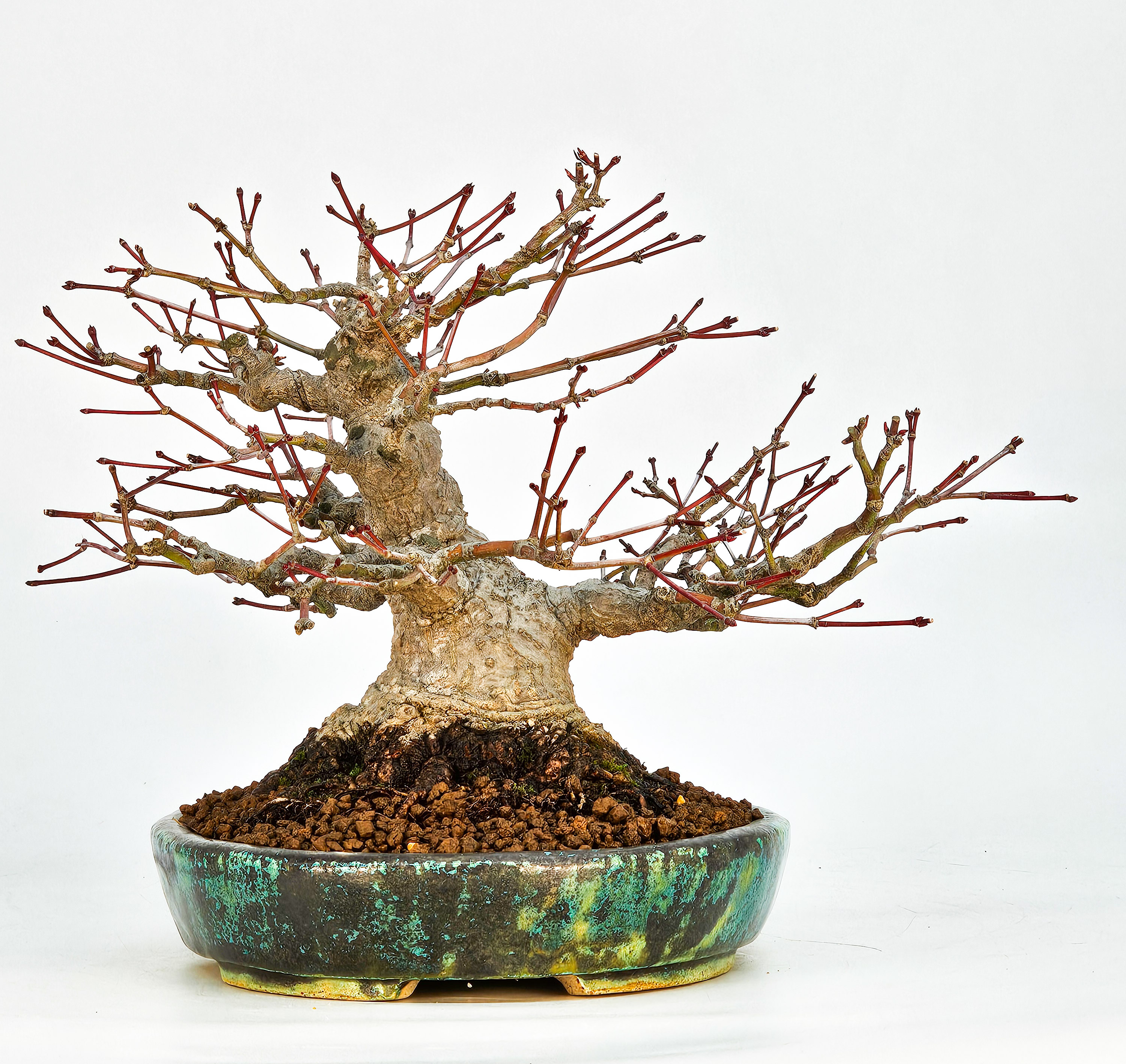 Bonsai Fächerahorn - Acer palmatum Shohin 18cm Video!!