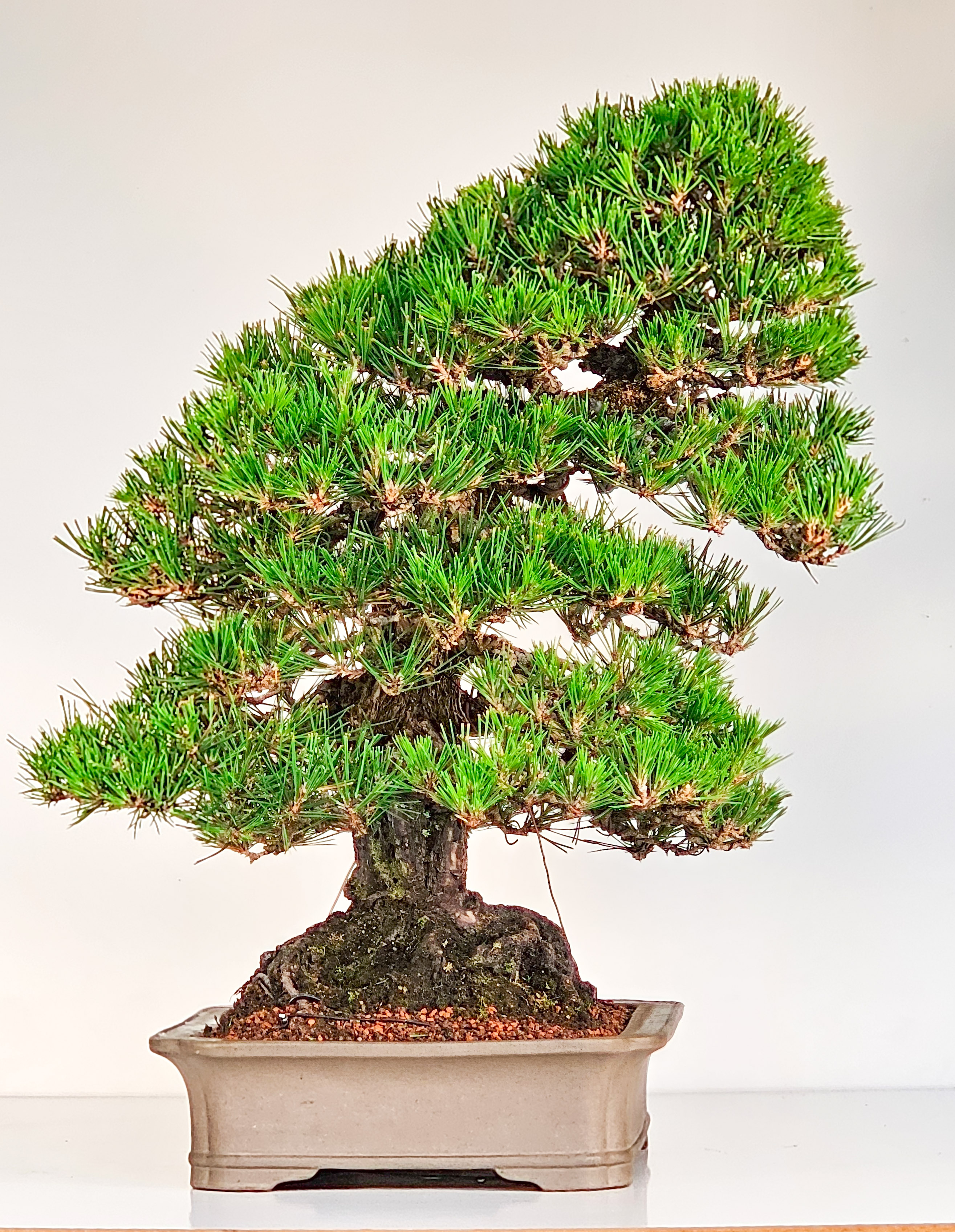 Bonsai Pinus densiflora Japanische Rotkiefer Rarität 58cm Video!