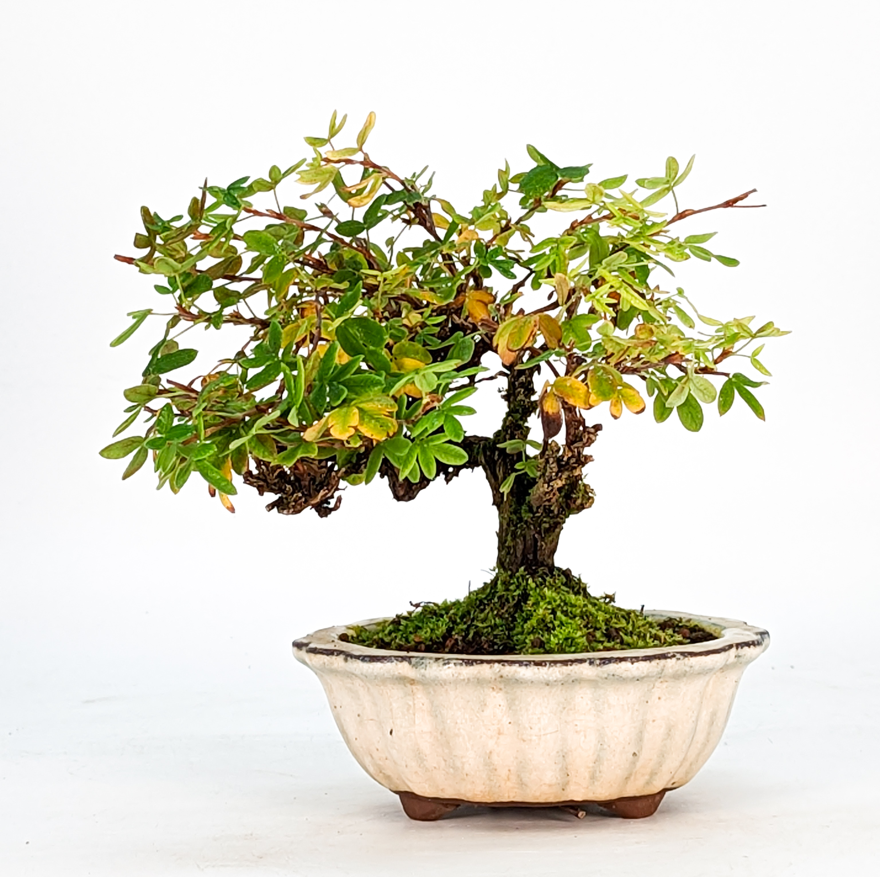 Bonsai Potentilla Shohin 10cm