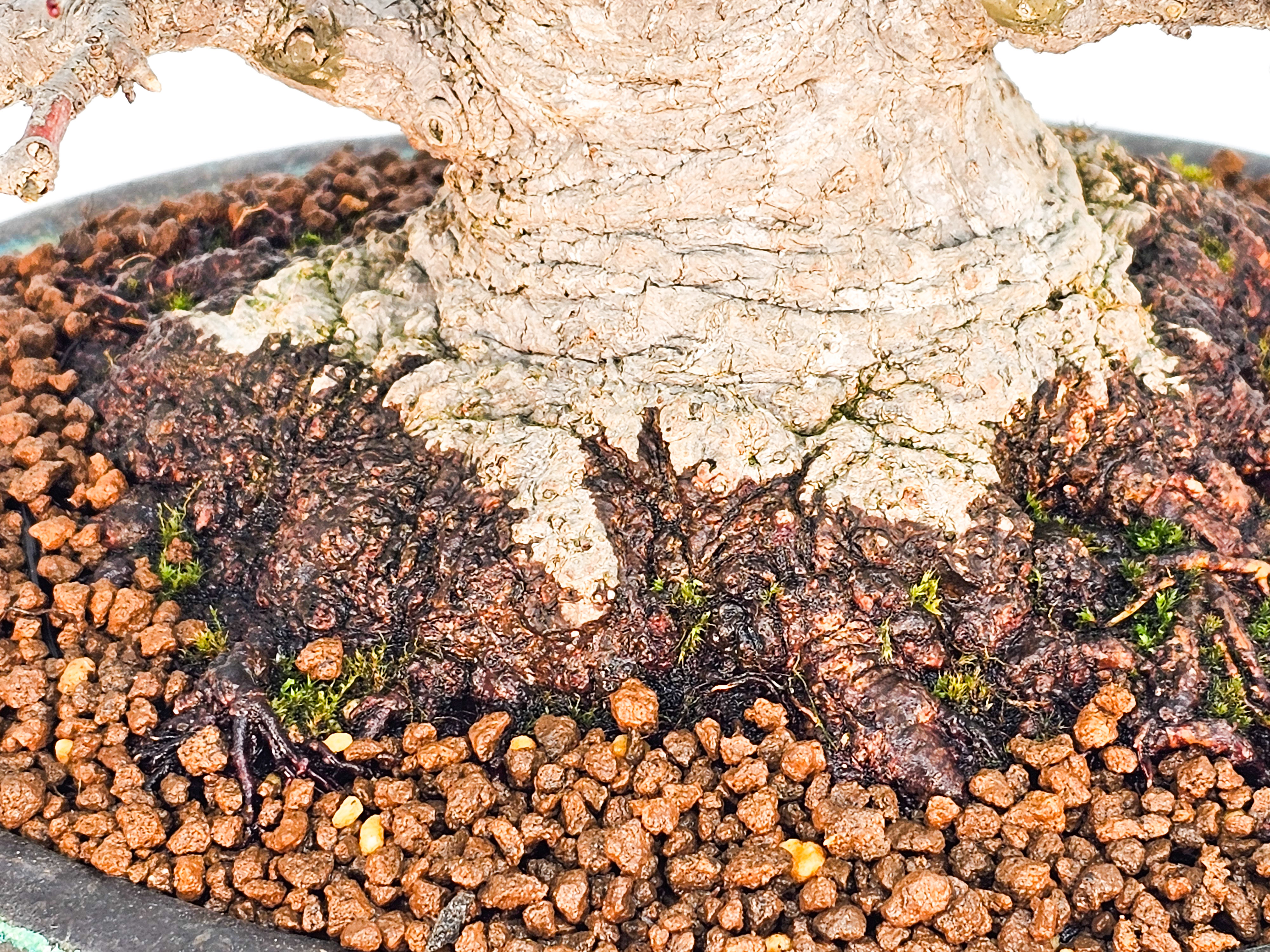Bonsai Fächerahorn - Acer palmatum Shohin 18cm Video!!