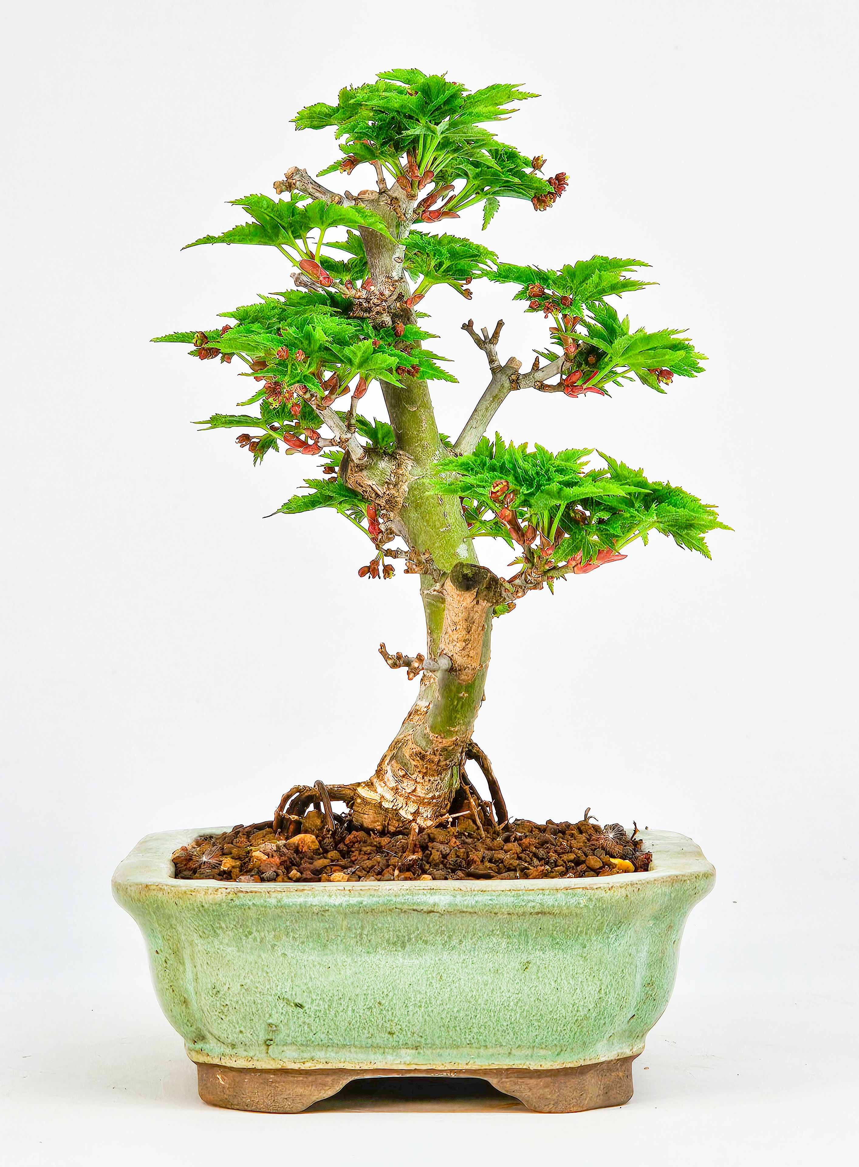 Bonsai Löwenkopfahorn- Acer palmatum Shishigashira Shohin 14cm