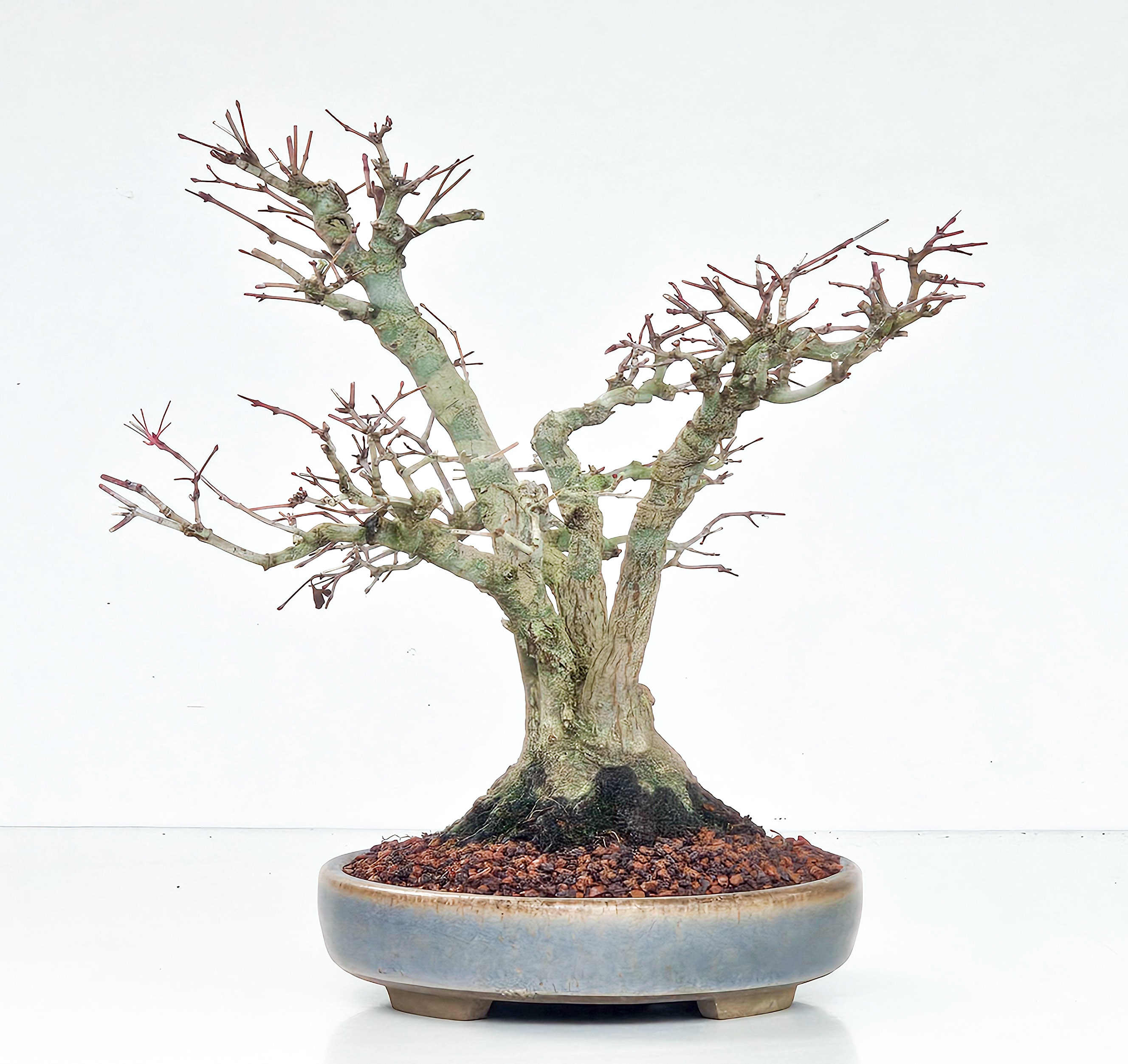 Bonsai Fächerahorn Acer Palmatum Yamamomiji Kabudachi 25cm - Video!!