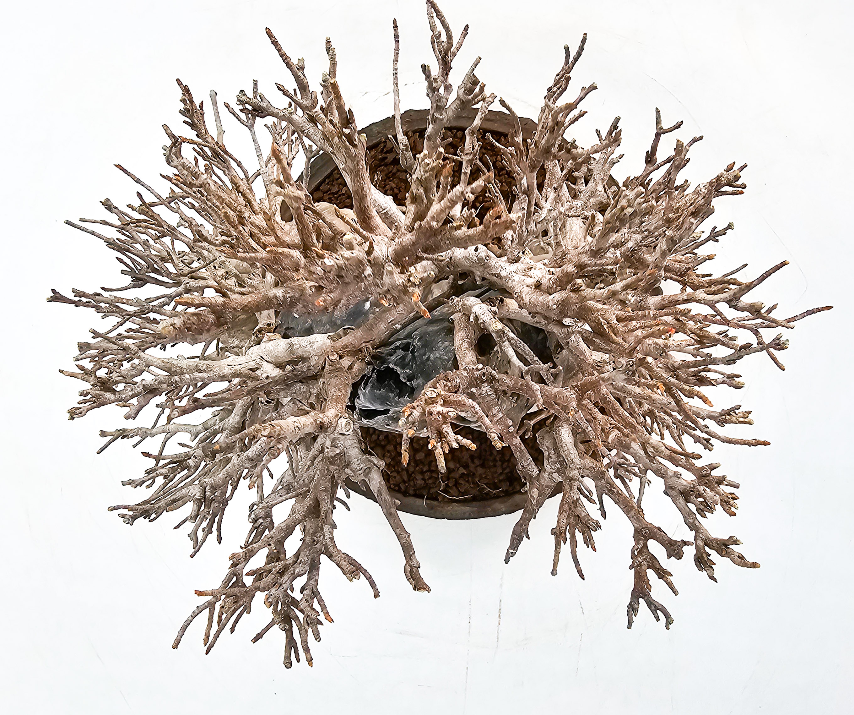 Bonsai Dreispitzahorn - Acer buergerianum Ishizuki 26,5cm - Video!!