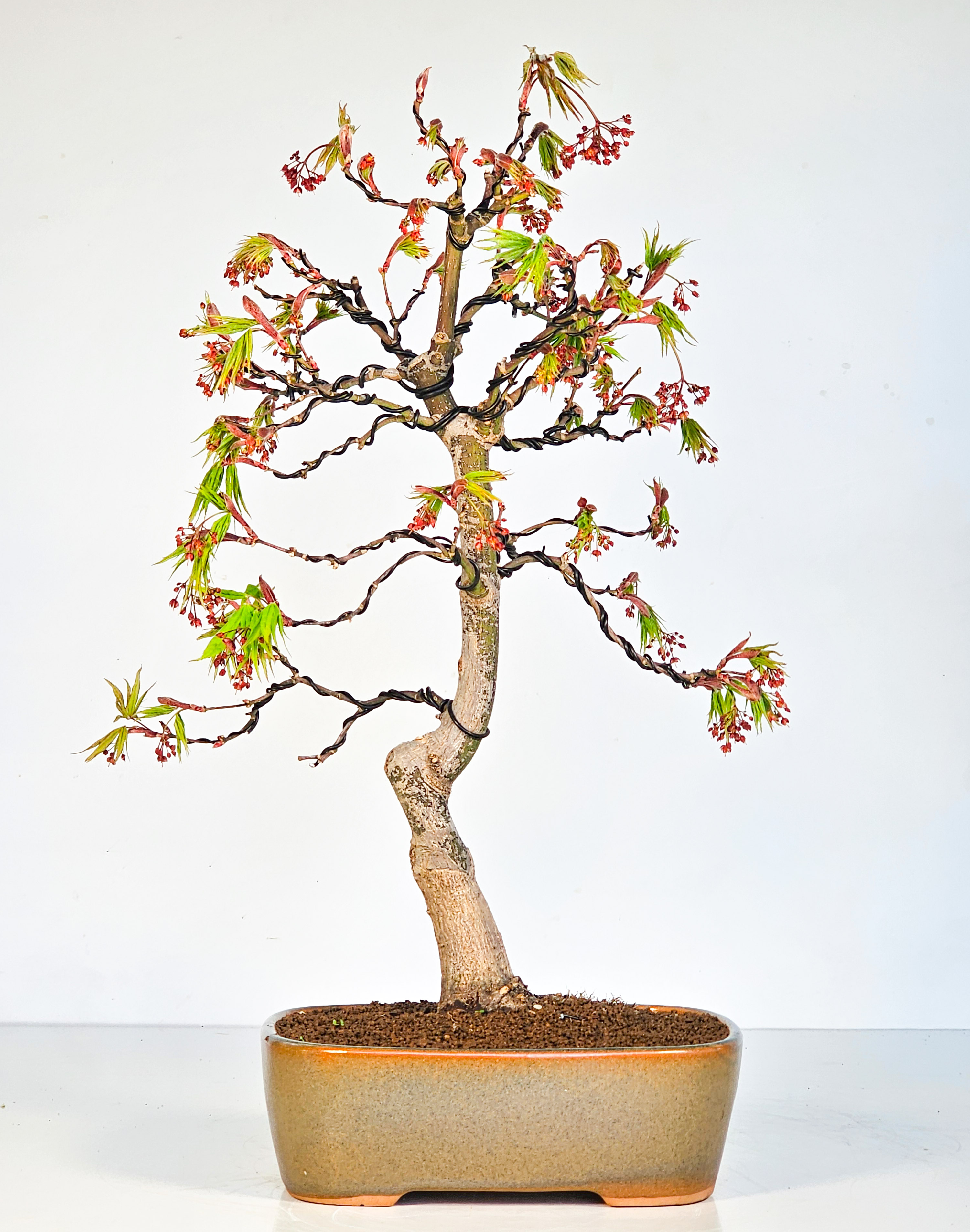 Bonsai Fächerahorn - Acer palmatum Osakazuki 45cm