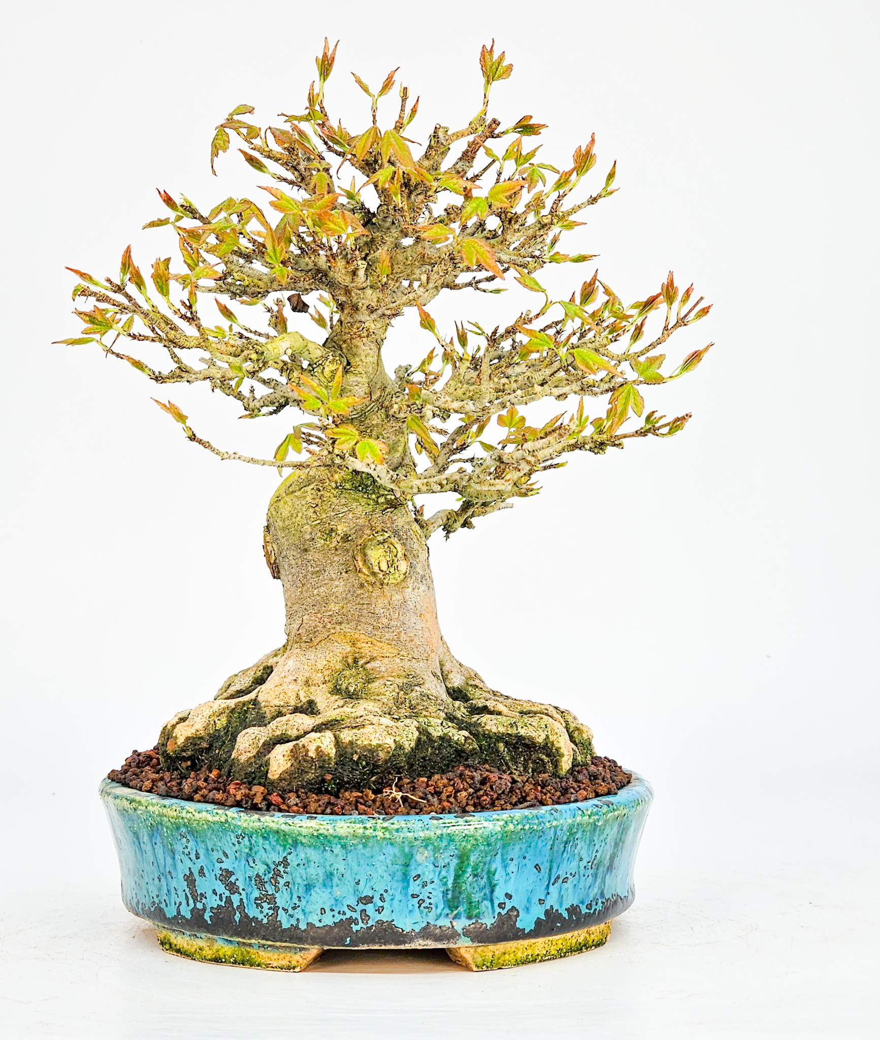 Bonsai Dreispitzahorn  - Acer buergerianum Shohin 19cm - Video!