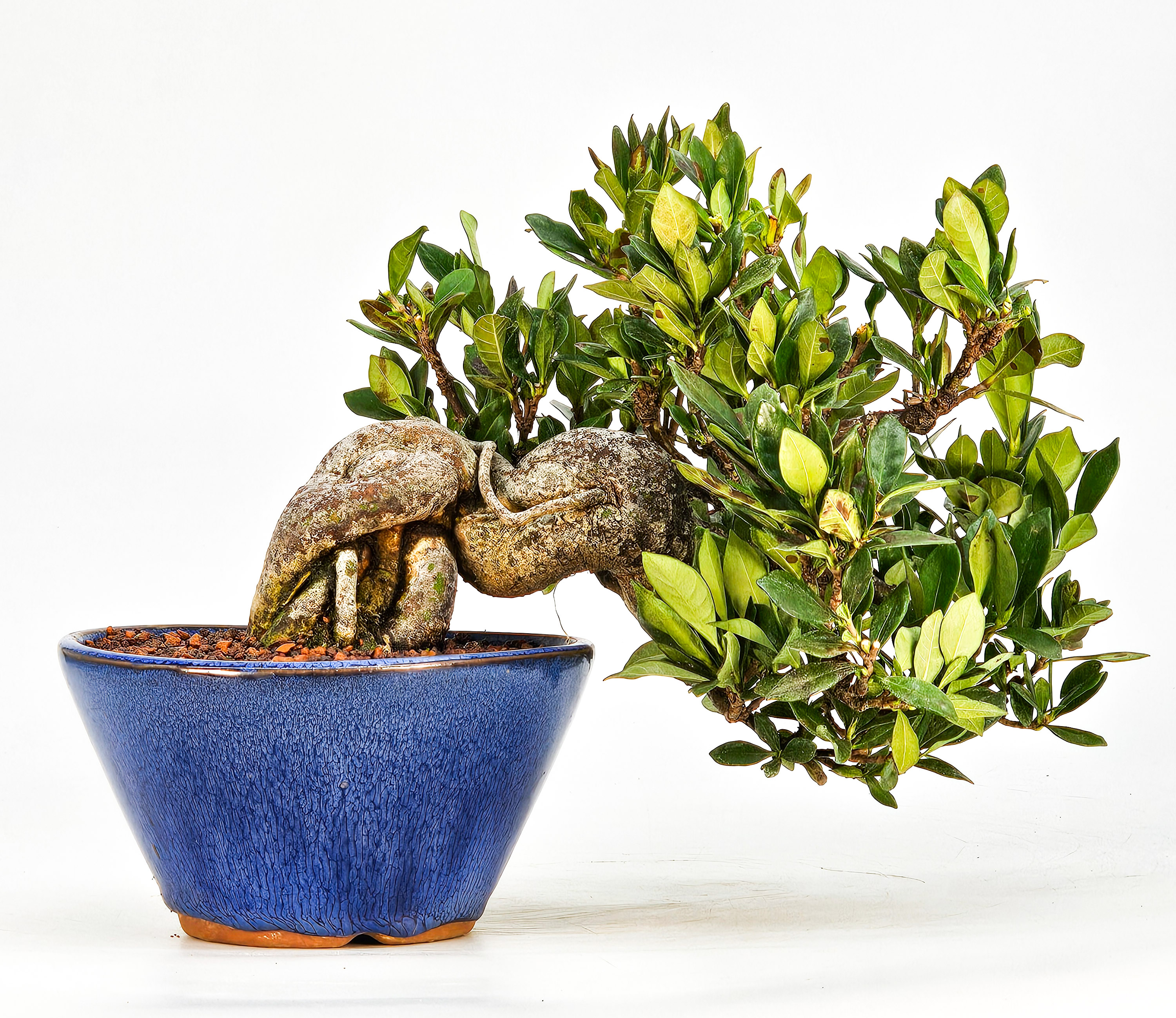 Bonsai Gardenia jasminoides Shohin 18cm