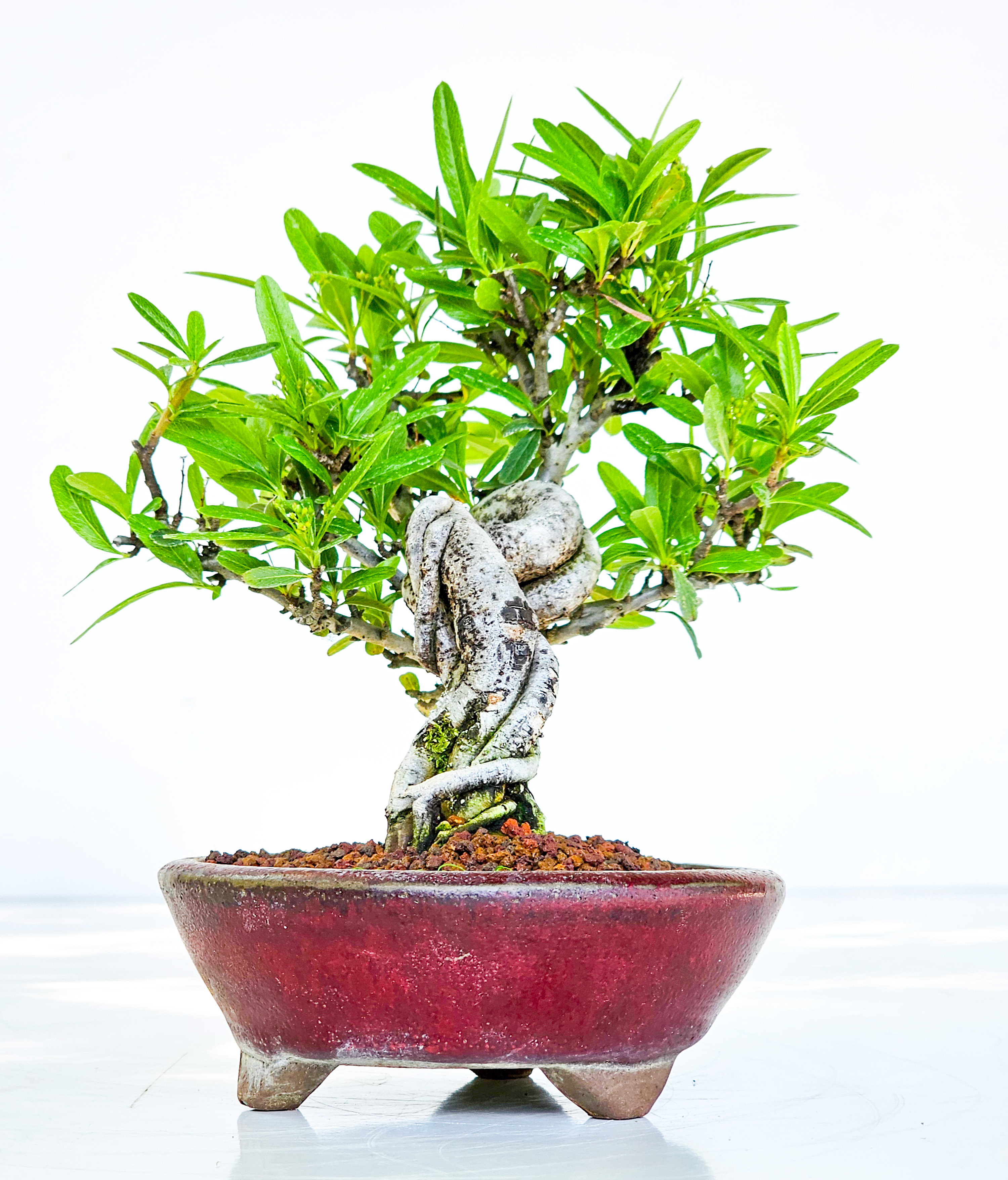 Bonsai Pyracantha - Feuerdorn Shohin 17cm