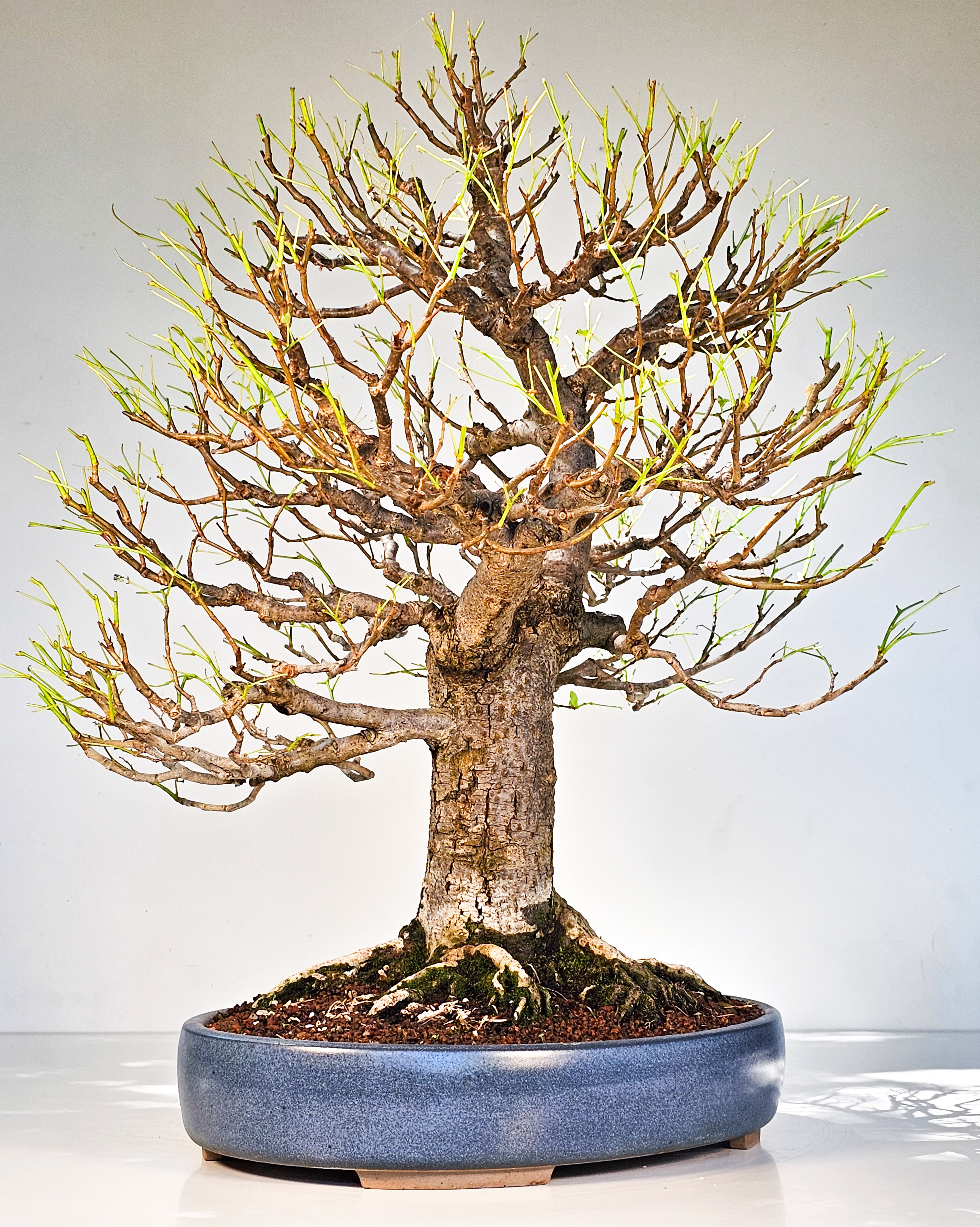 Bonsai Linde - Tilia  58cm
