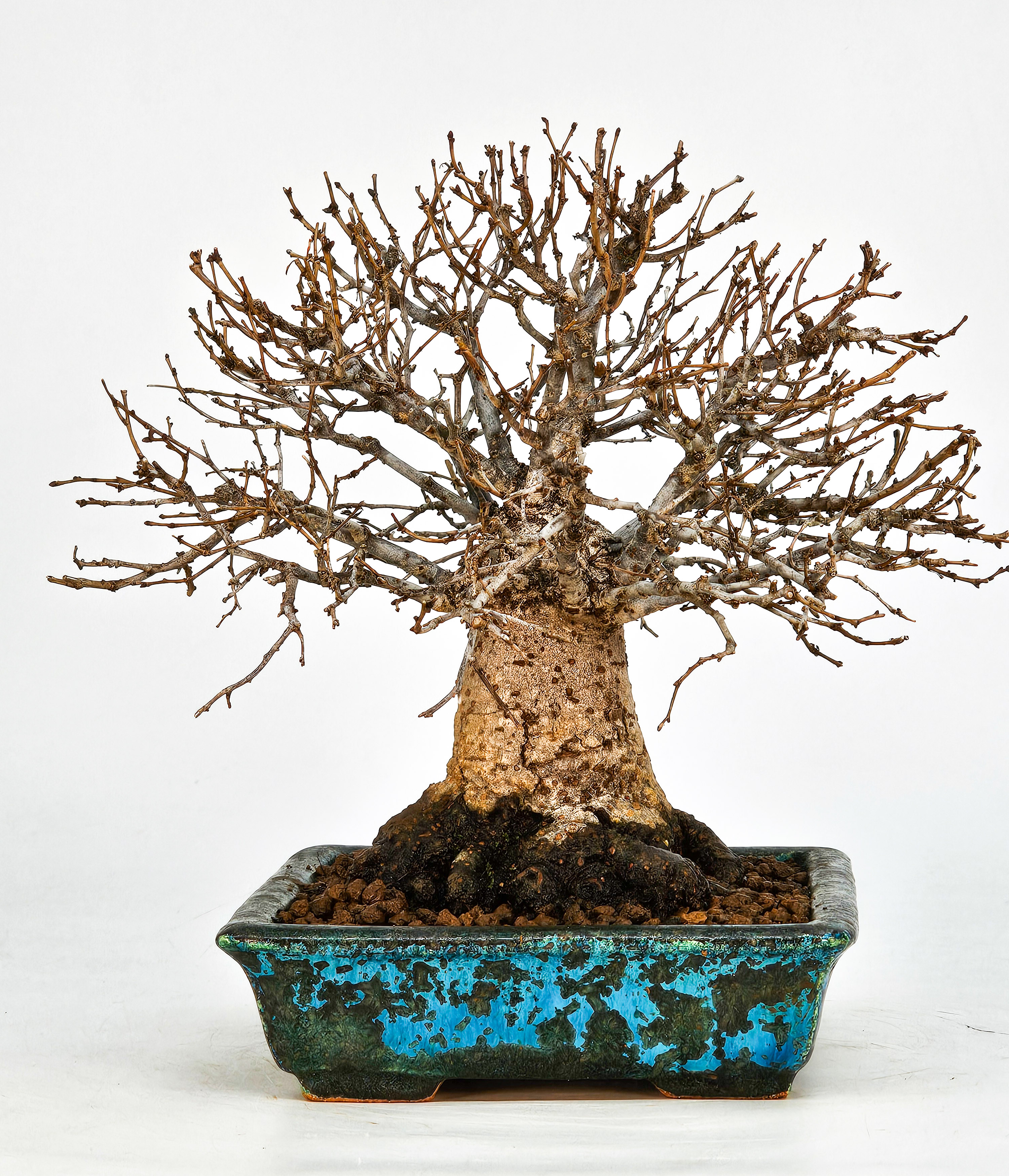 Bonsai Zelkova serrata Shohin 17cm - Video!!
