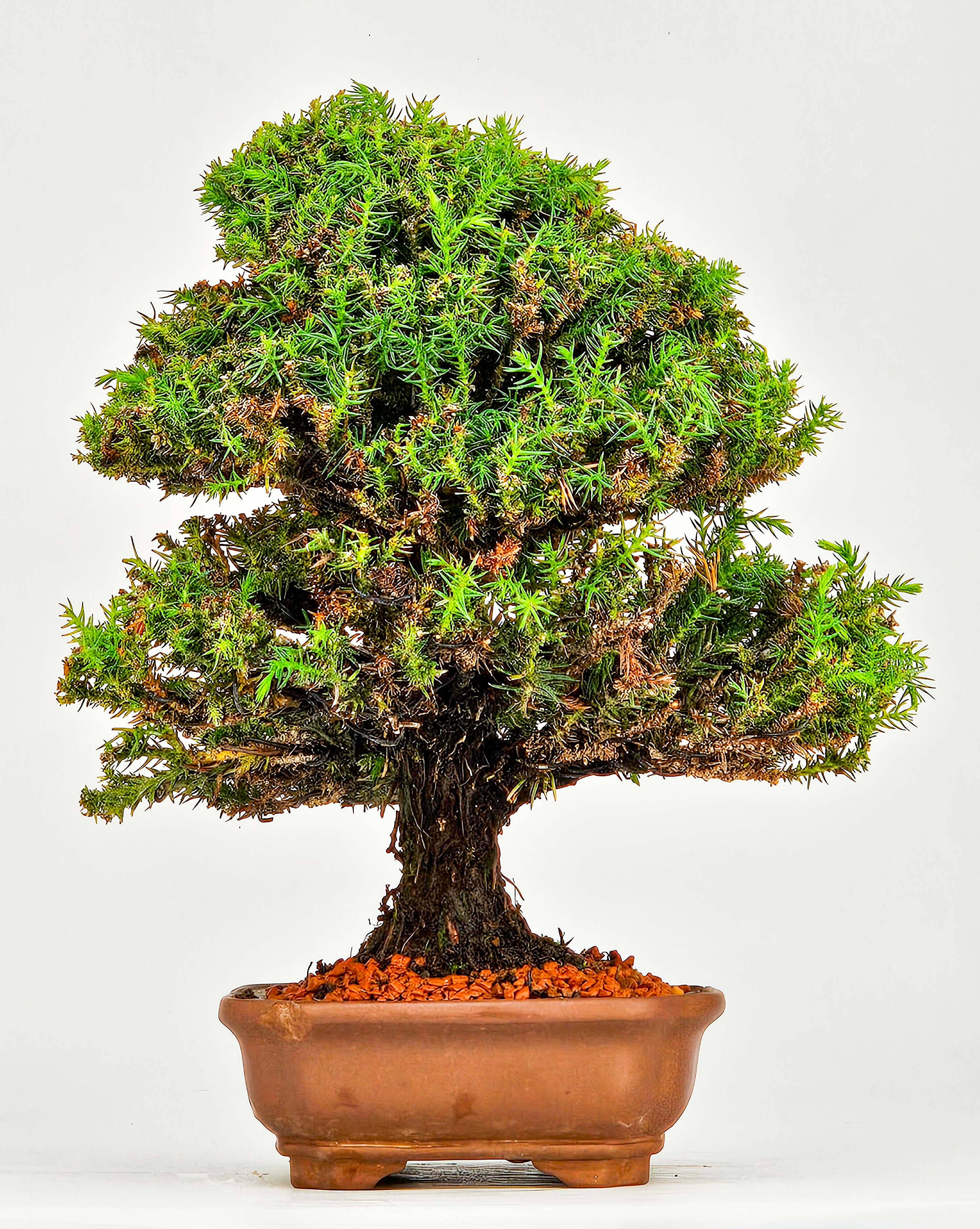 Bonsai Sicheltanne Cryptomeria Japonica Shohin 21cm