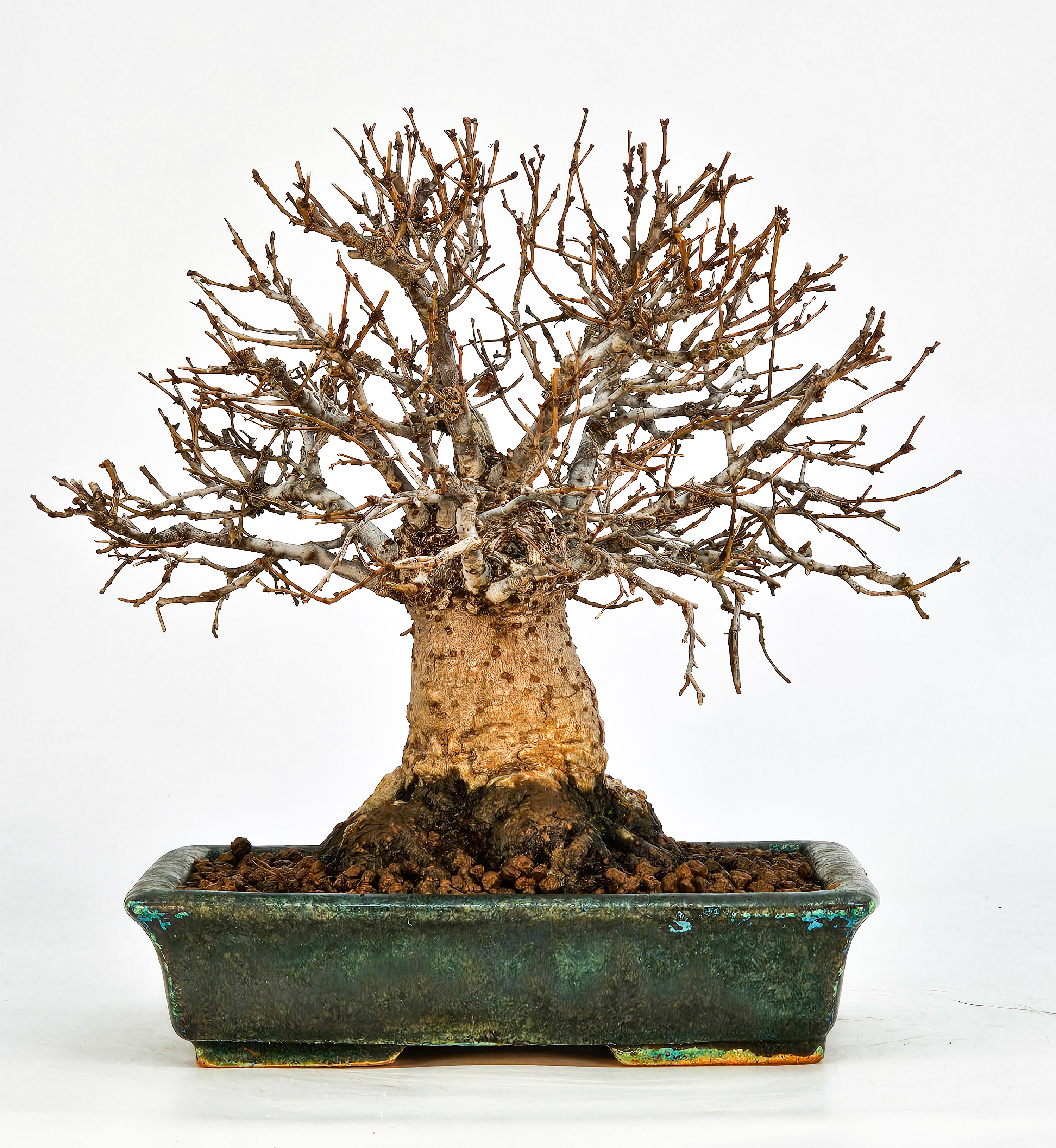 Bonsai Zelkova serrata Shohin 17cm - Video!!