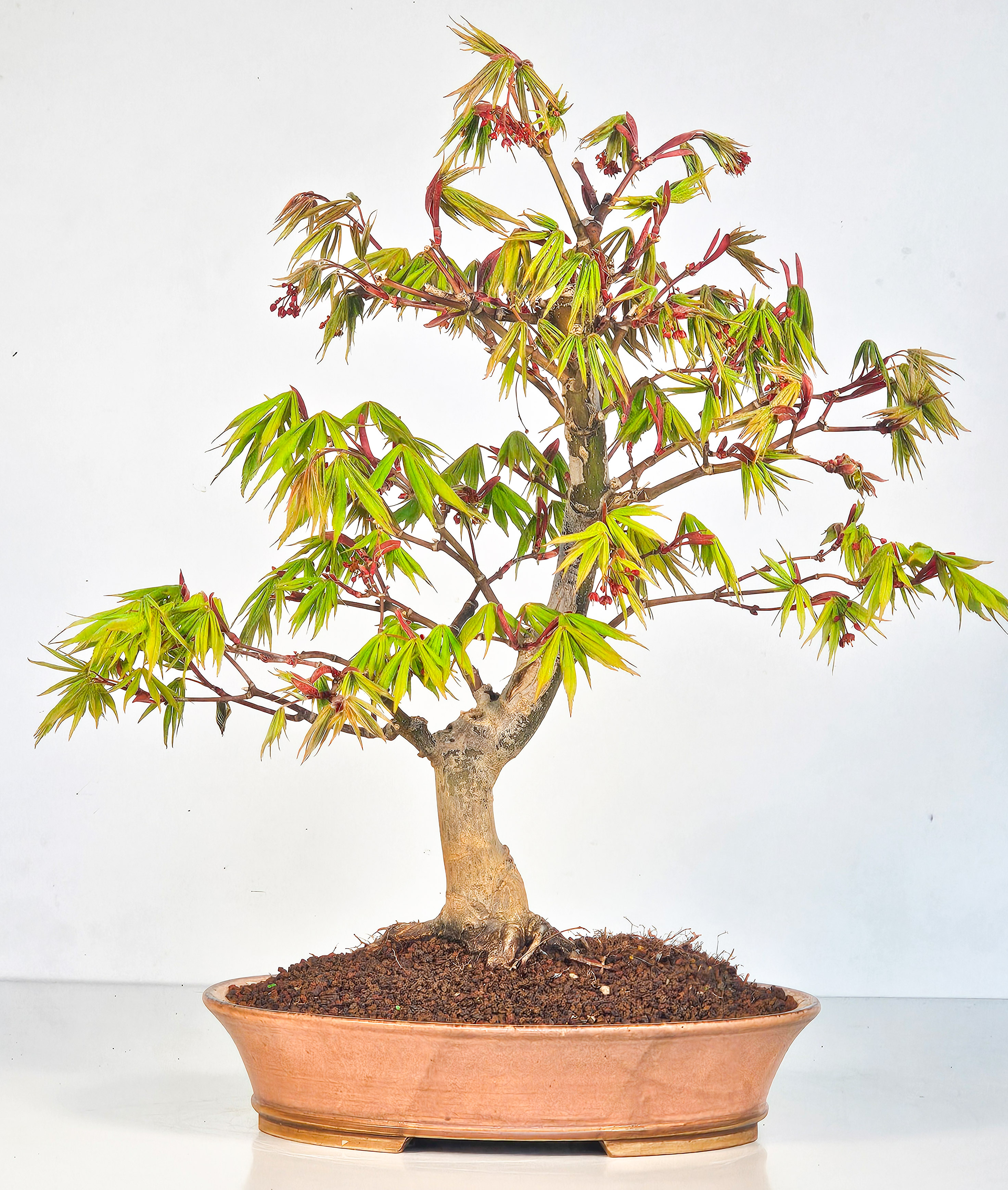 Bonsai Fächerahorn - Acer palmatum Osakazuki 40cm