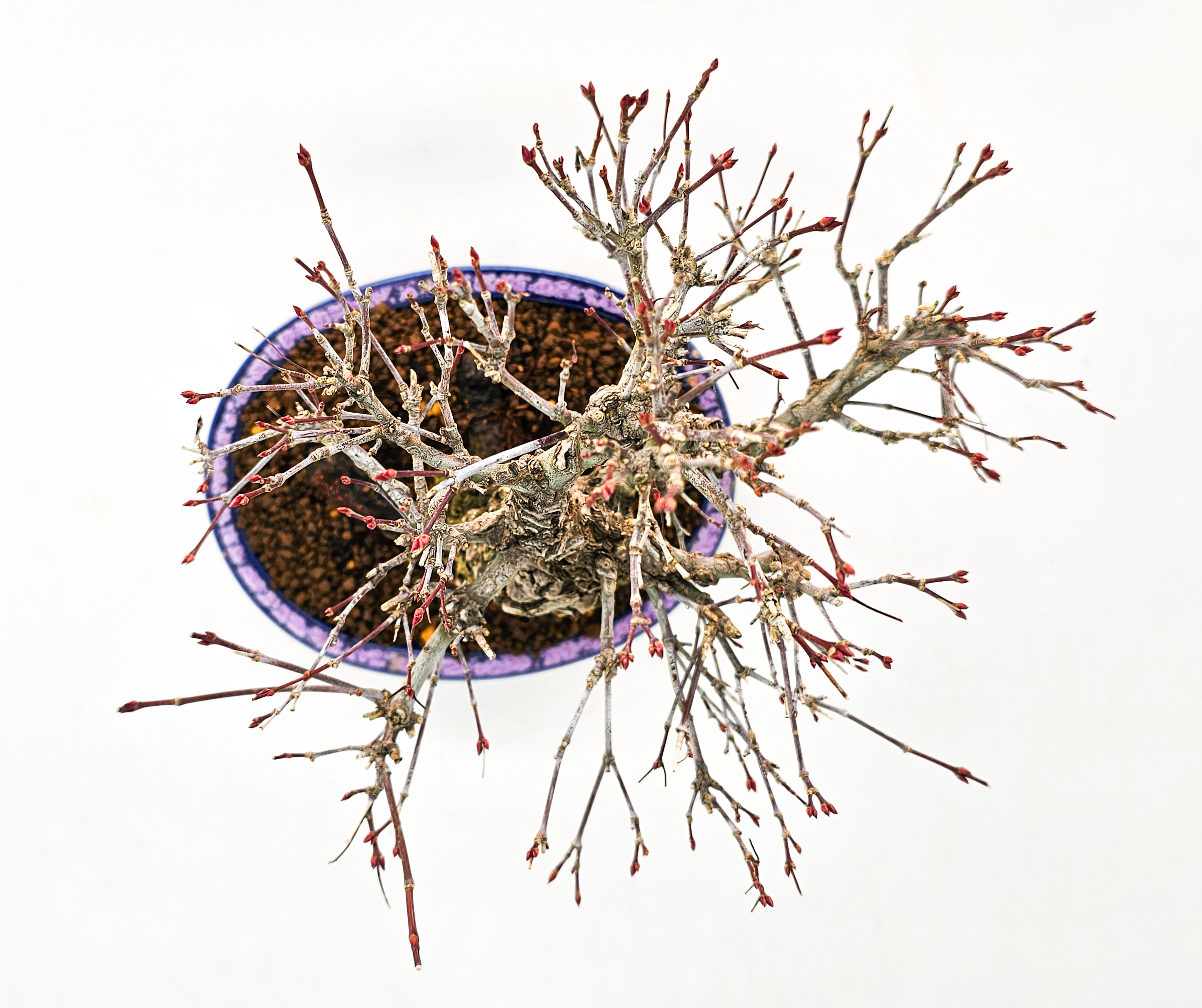 Bonsai Fächerahorn - Acer palmatum Arakawa Shohin 21cm