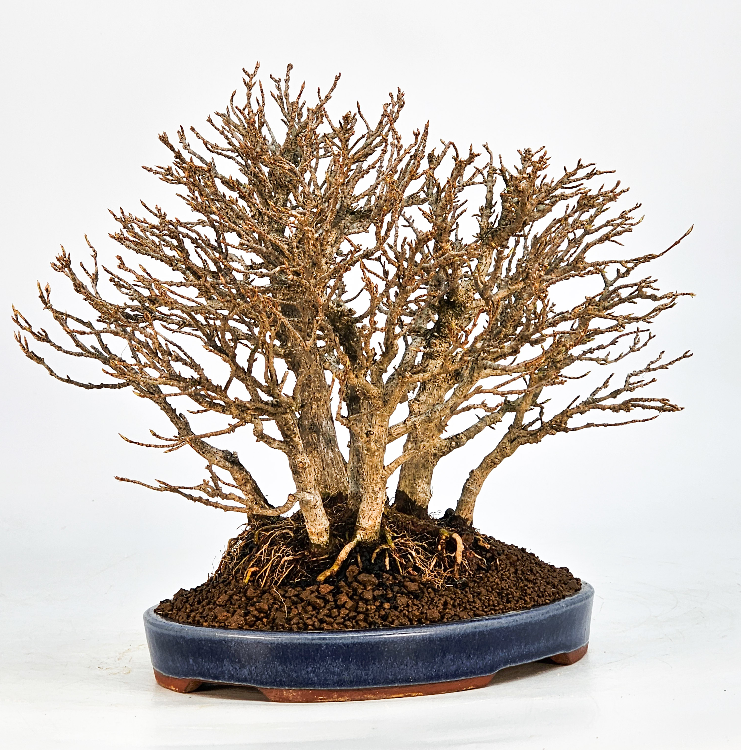 Bonsai Dreispitzahorn - Acer buergerianum Wald  Yose-ue 20cm Video!!