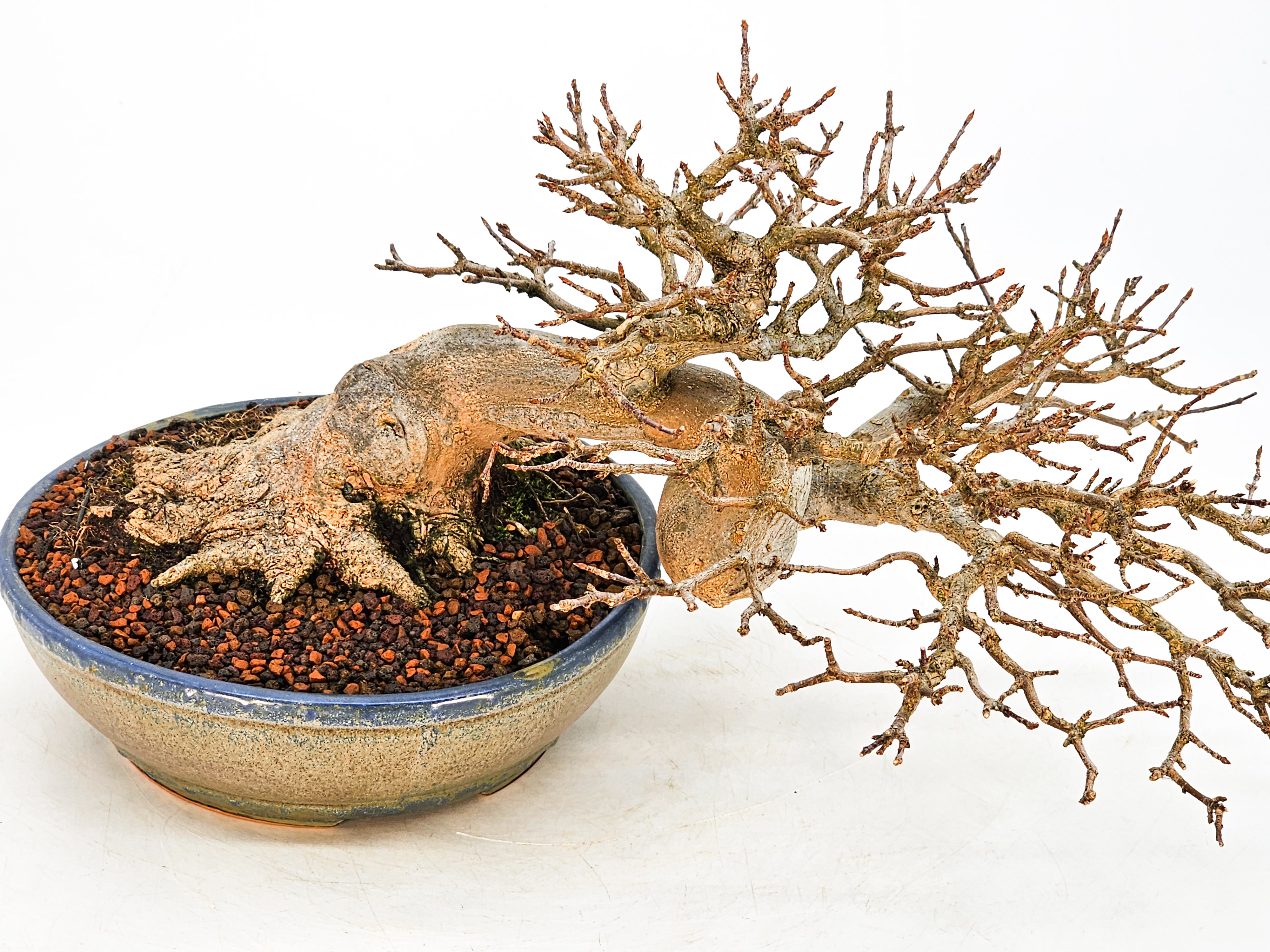 Bonsai Dreispitzahorn - Acer buergerianum 14cm