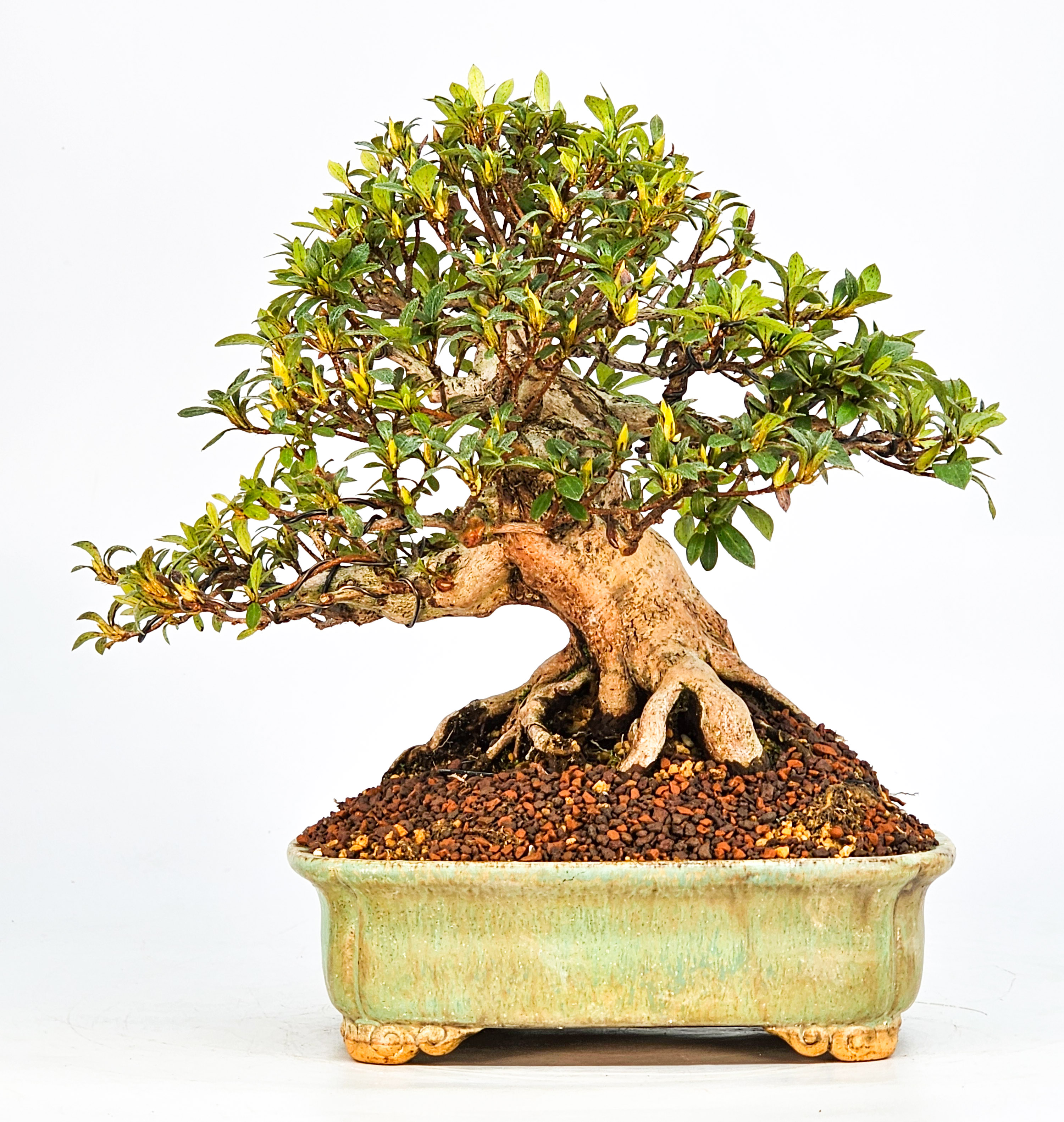 Bonsai Azalee Rhododendron indicum - Hi-no-maru - Shohin 19,5cm - Video!!