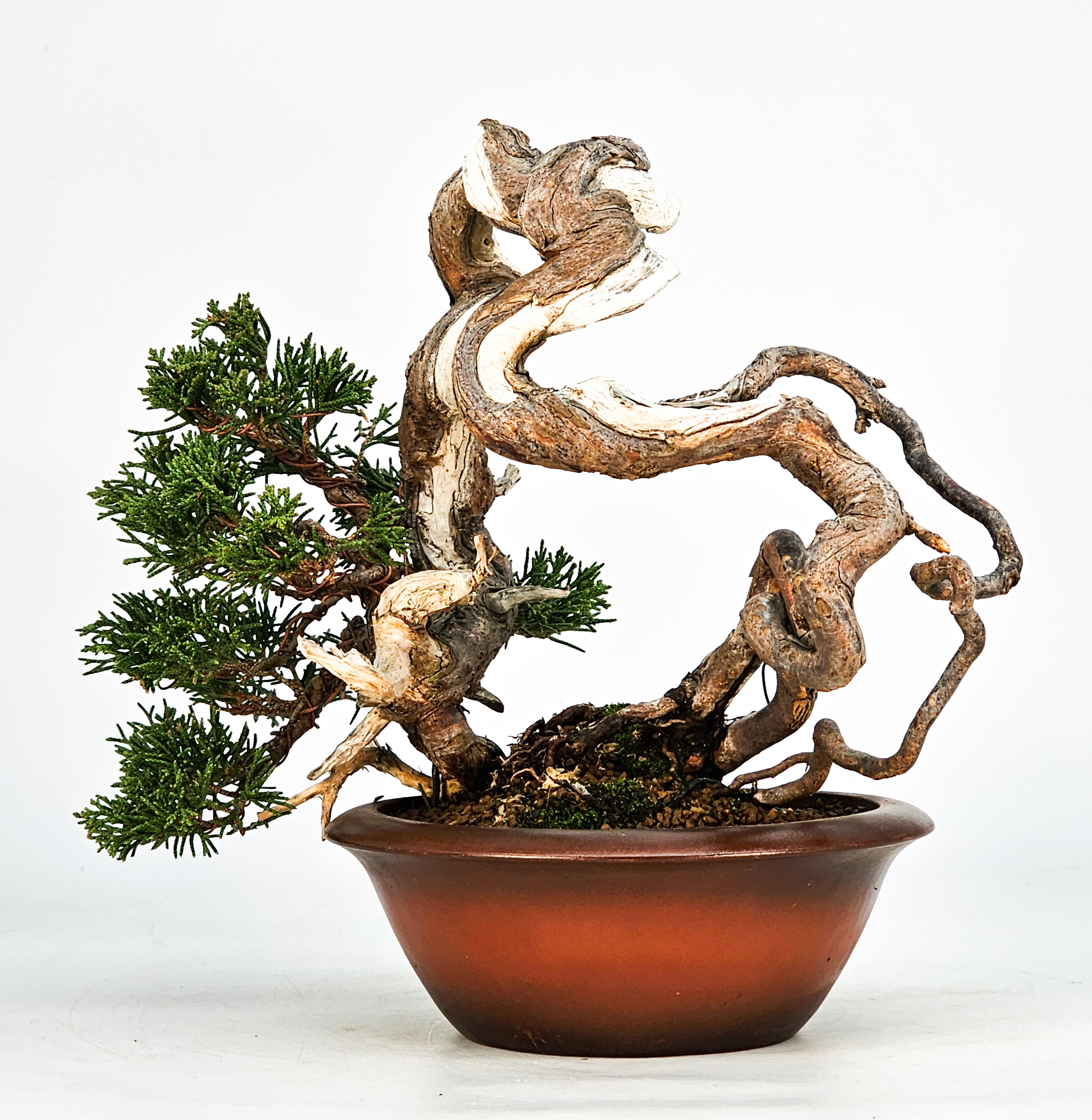 Bonsai Wacholder Juniperus Itoigawa 18cm Video!!