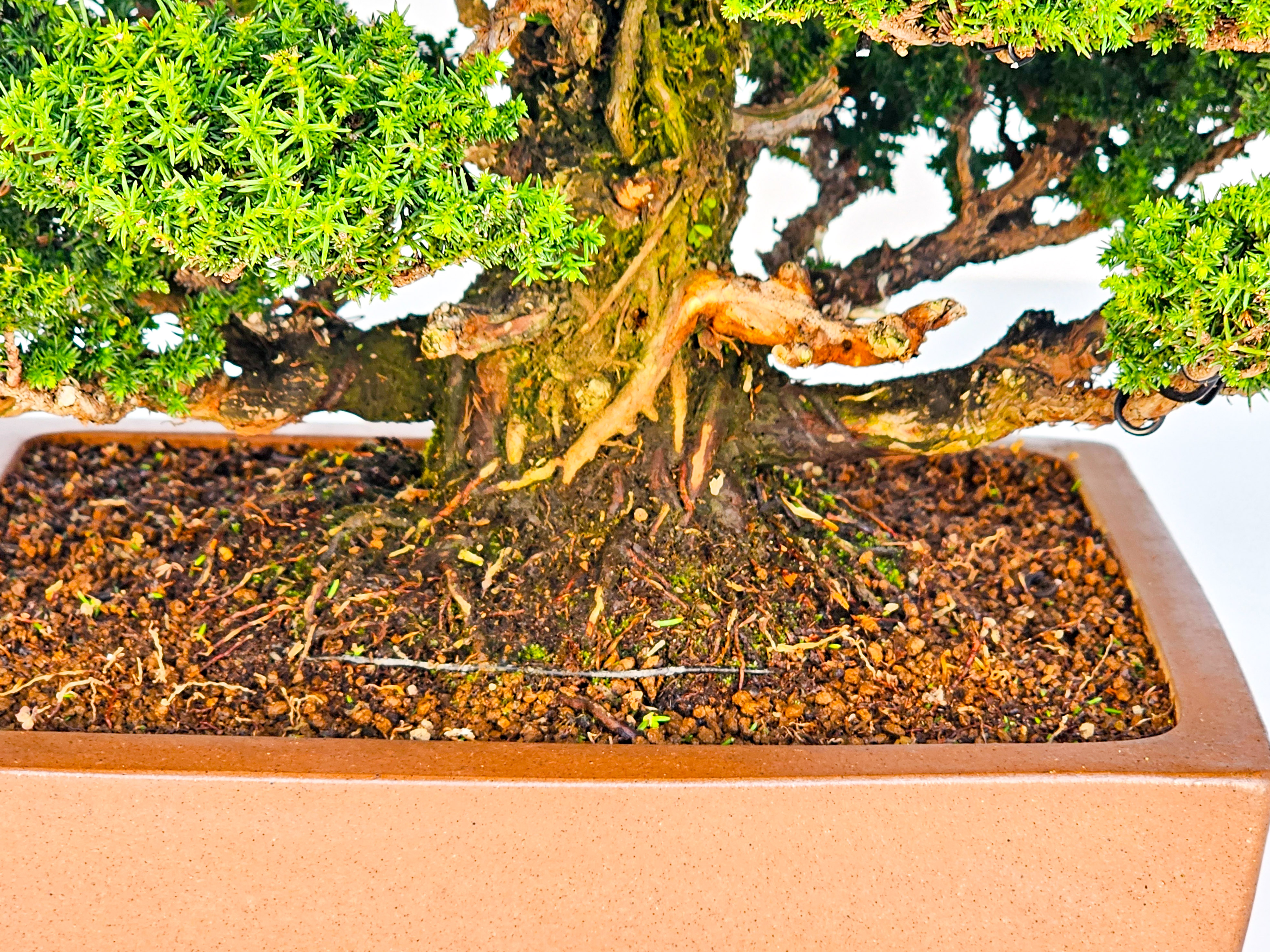 Bonsai Sicheltanne Cryptomeria Japonica 33cm