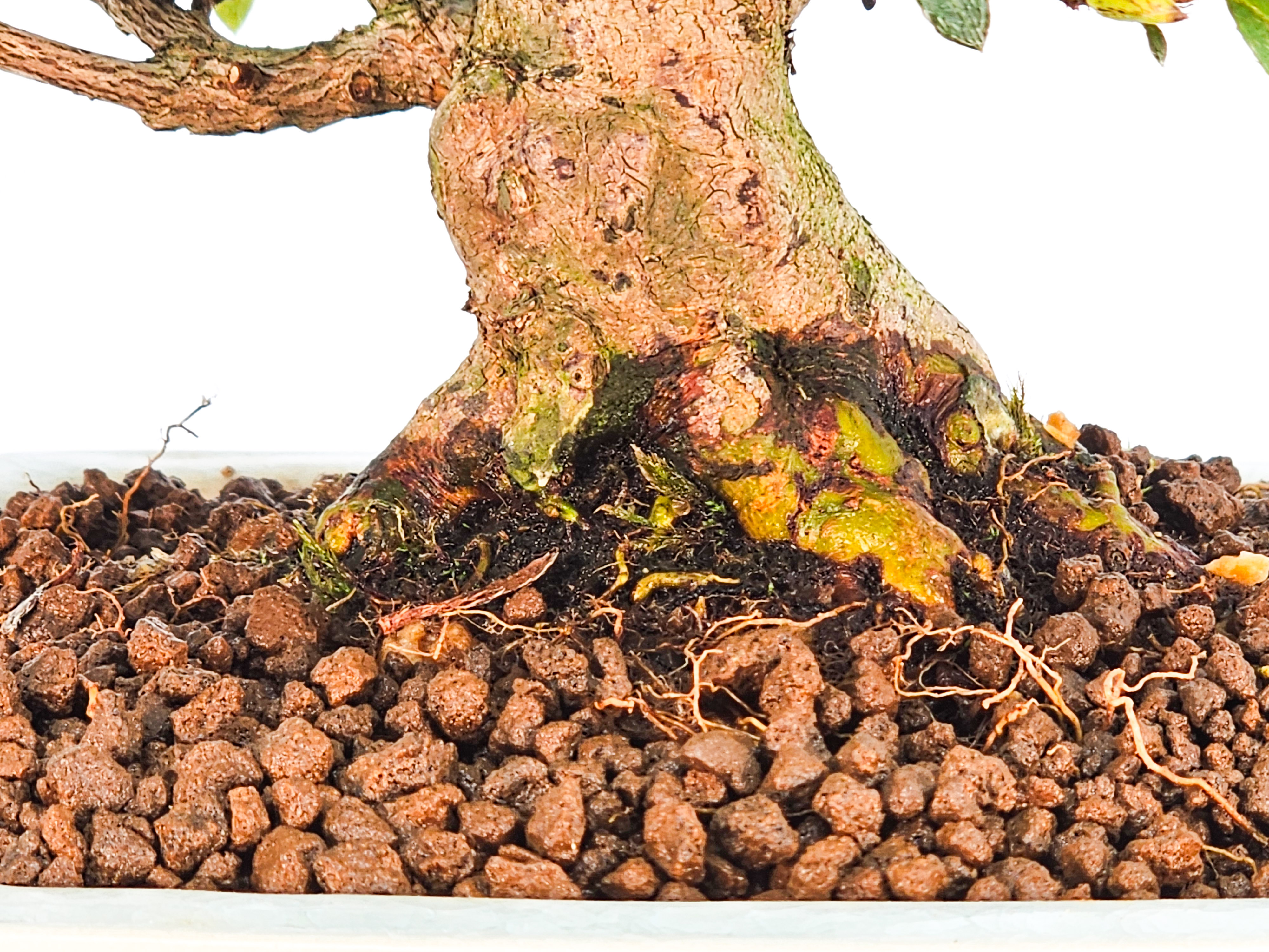 Bonsai Azalee Rhododendron indicum - Satino kirameki - Shohin 13cm