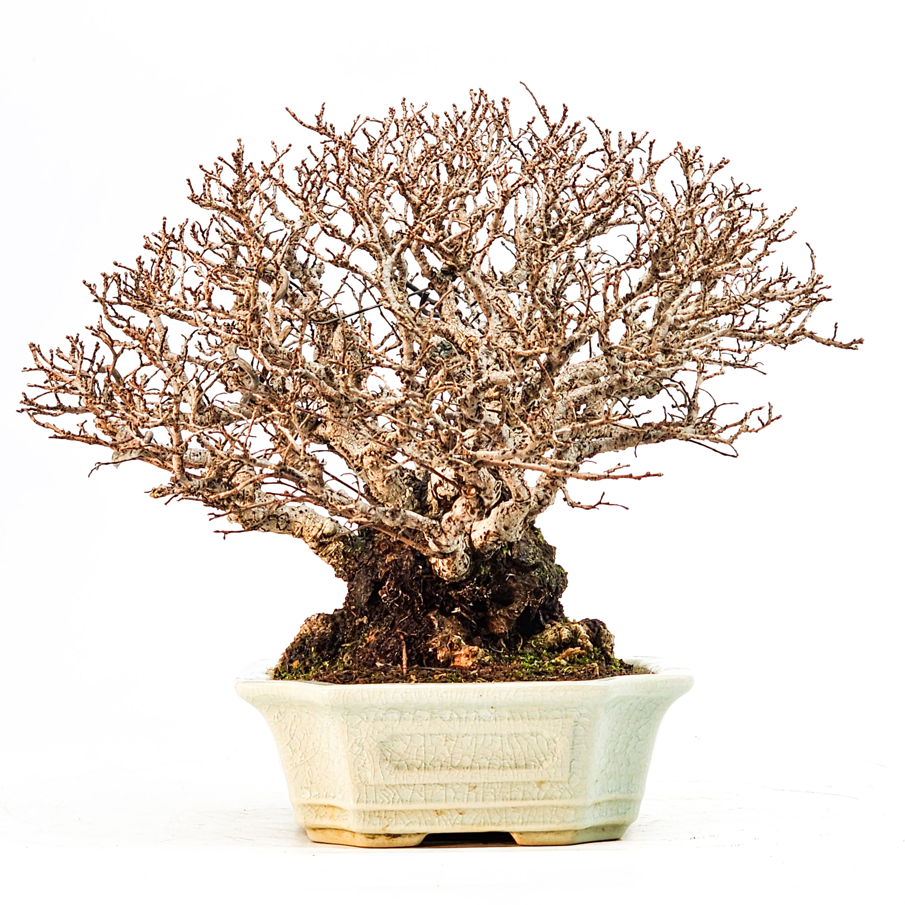 Bonsai Japanische Ulme - Ulmus parvifolia Shohin 17cm