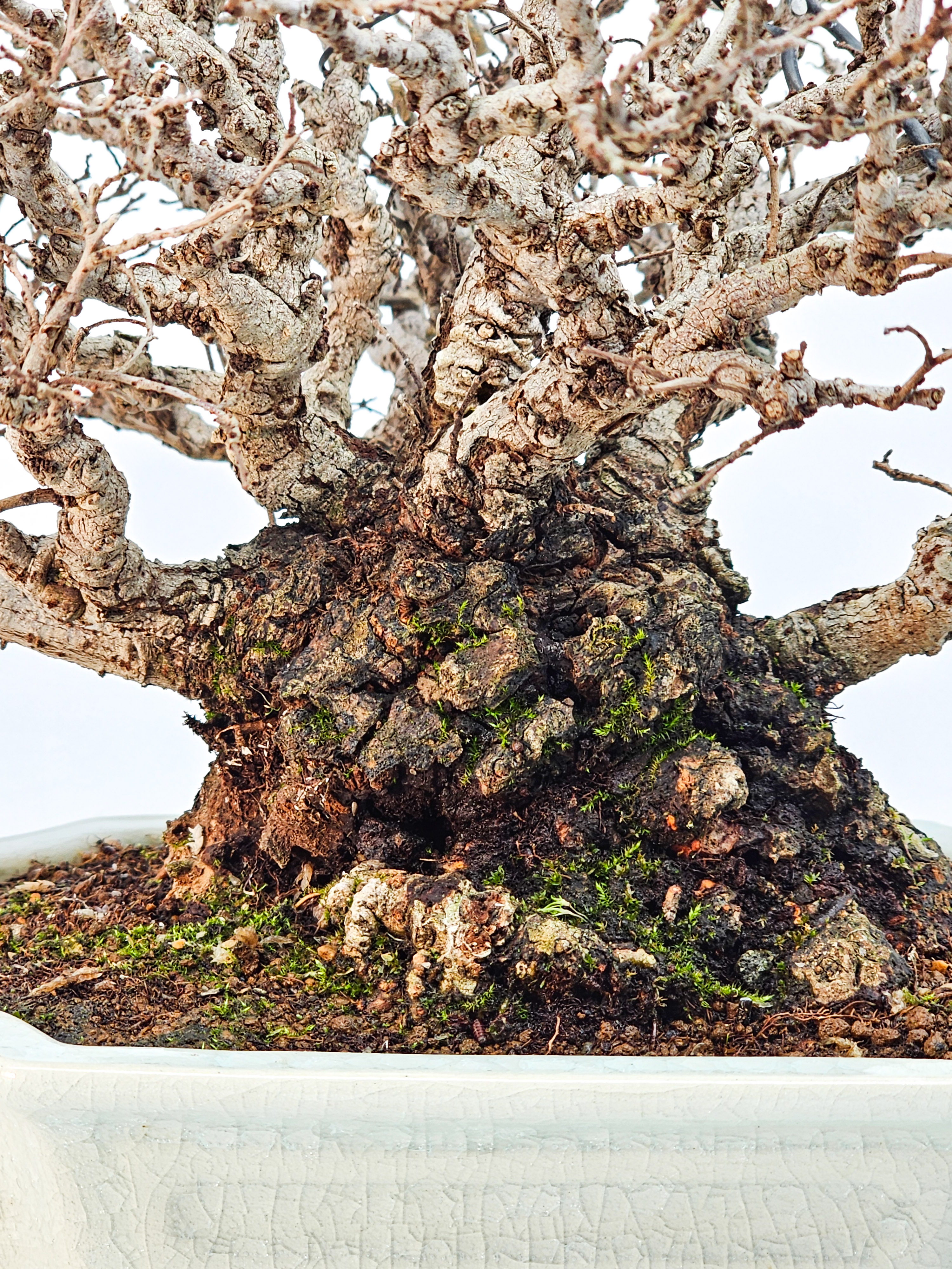 Bonsai Japanische Ulme - Ulmus parvifolia Shohin 17cm