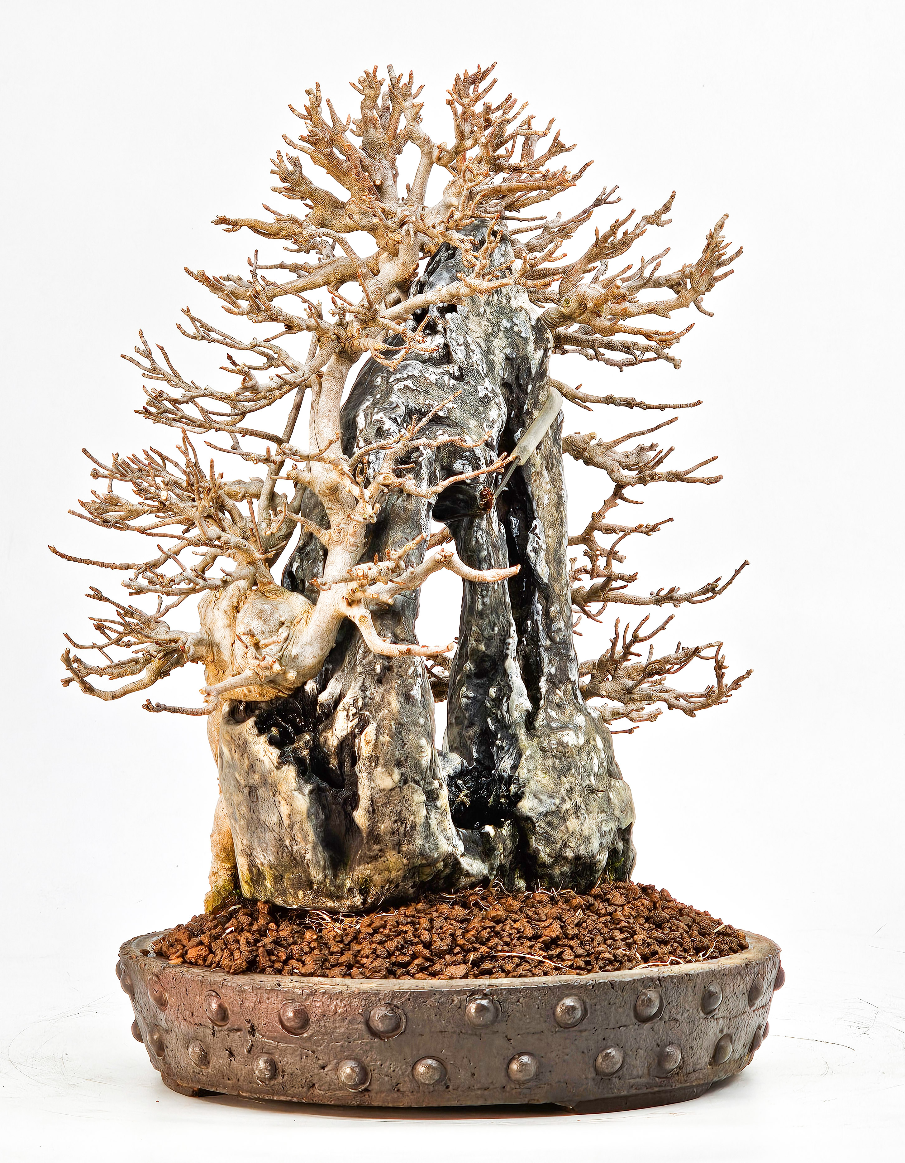 Bonsai Dreispitzahorn - Acer buergerianum Ishizuki 26,5cm - Video!!