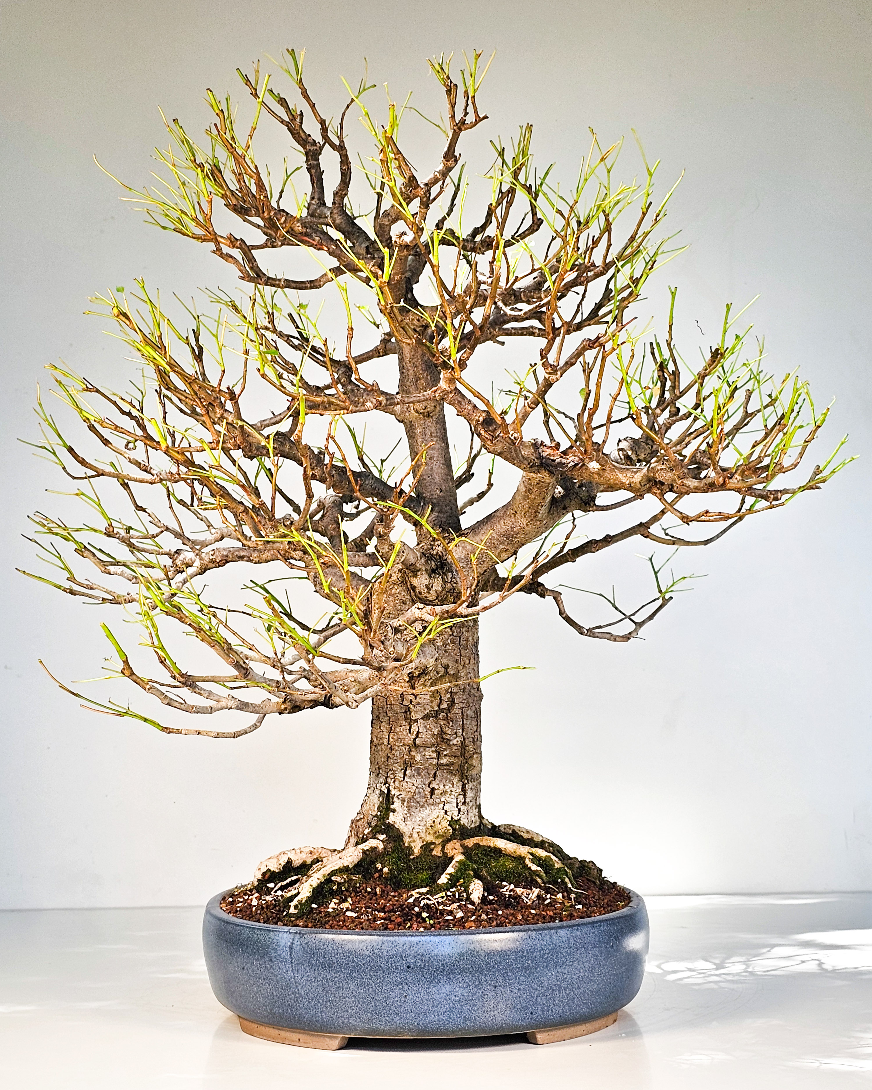 Bonsai Linde - Tilia  58cm