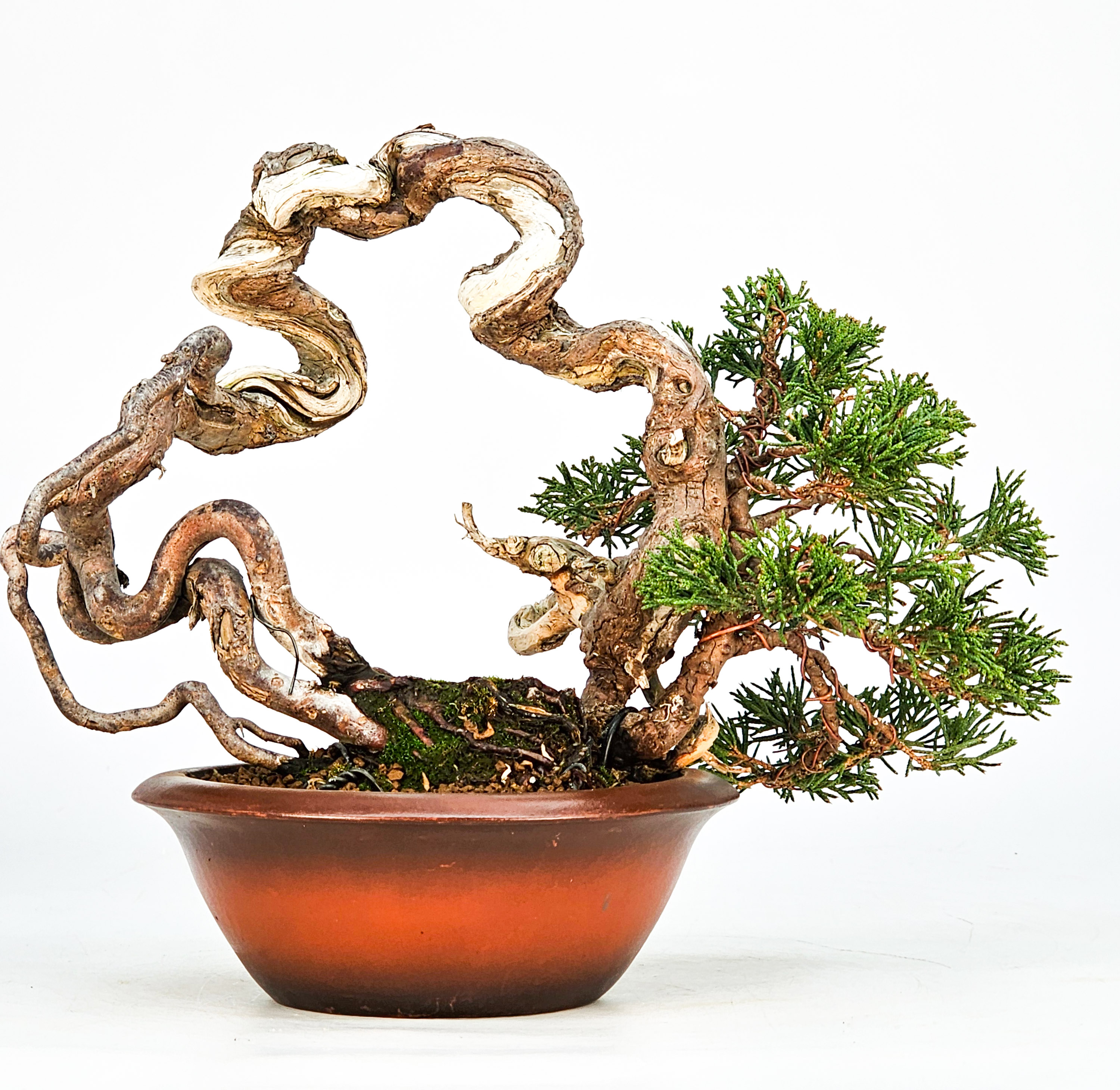 Bonsai Wacholder Juniperus Itoigawa 18cm Video!!