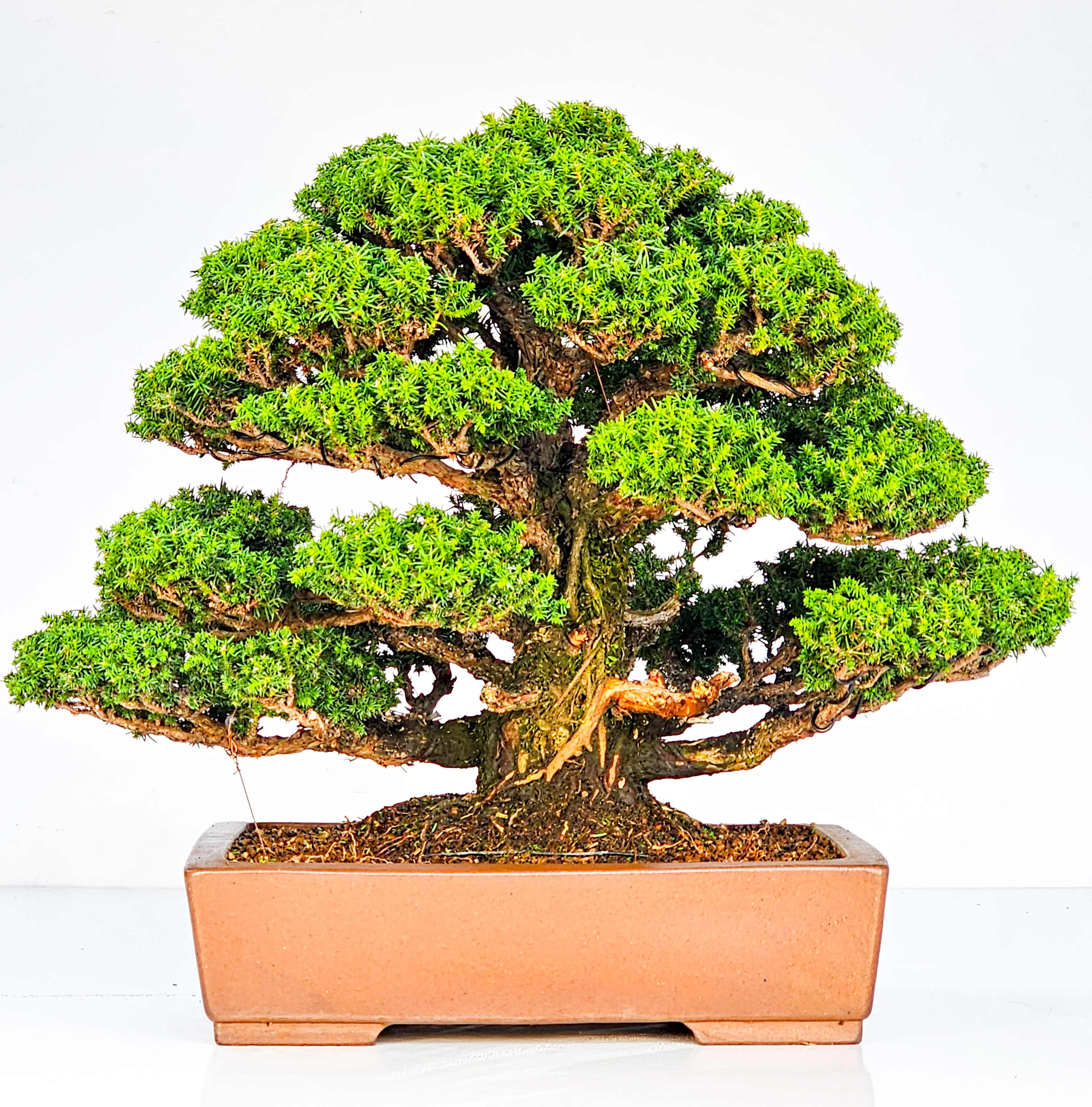 Bonsai Sicheltanne Cryptomeria Japonica 33cm