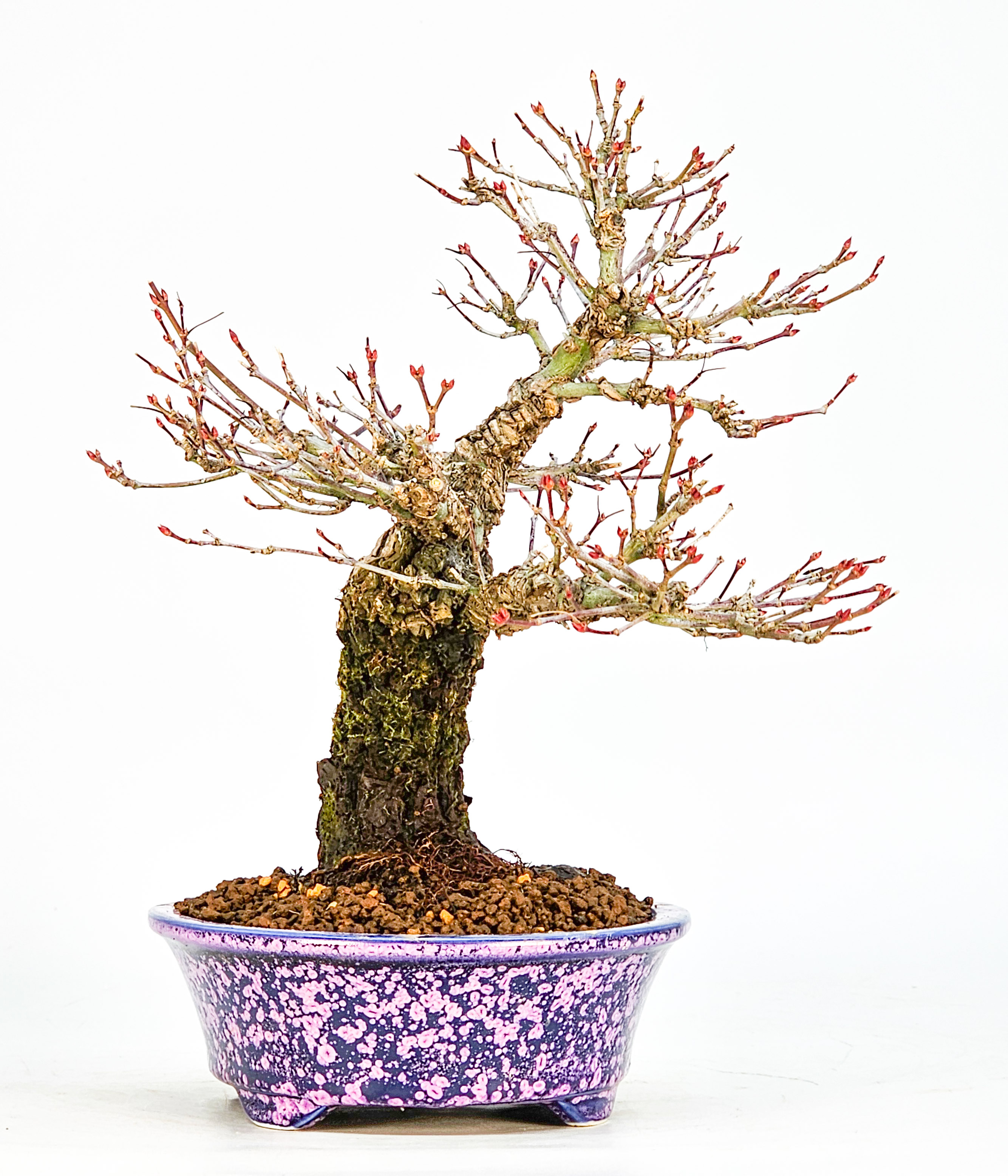 Bonsai Fächerahorn - Acer palmatum Arakawa Shohin 21cm
