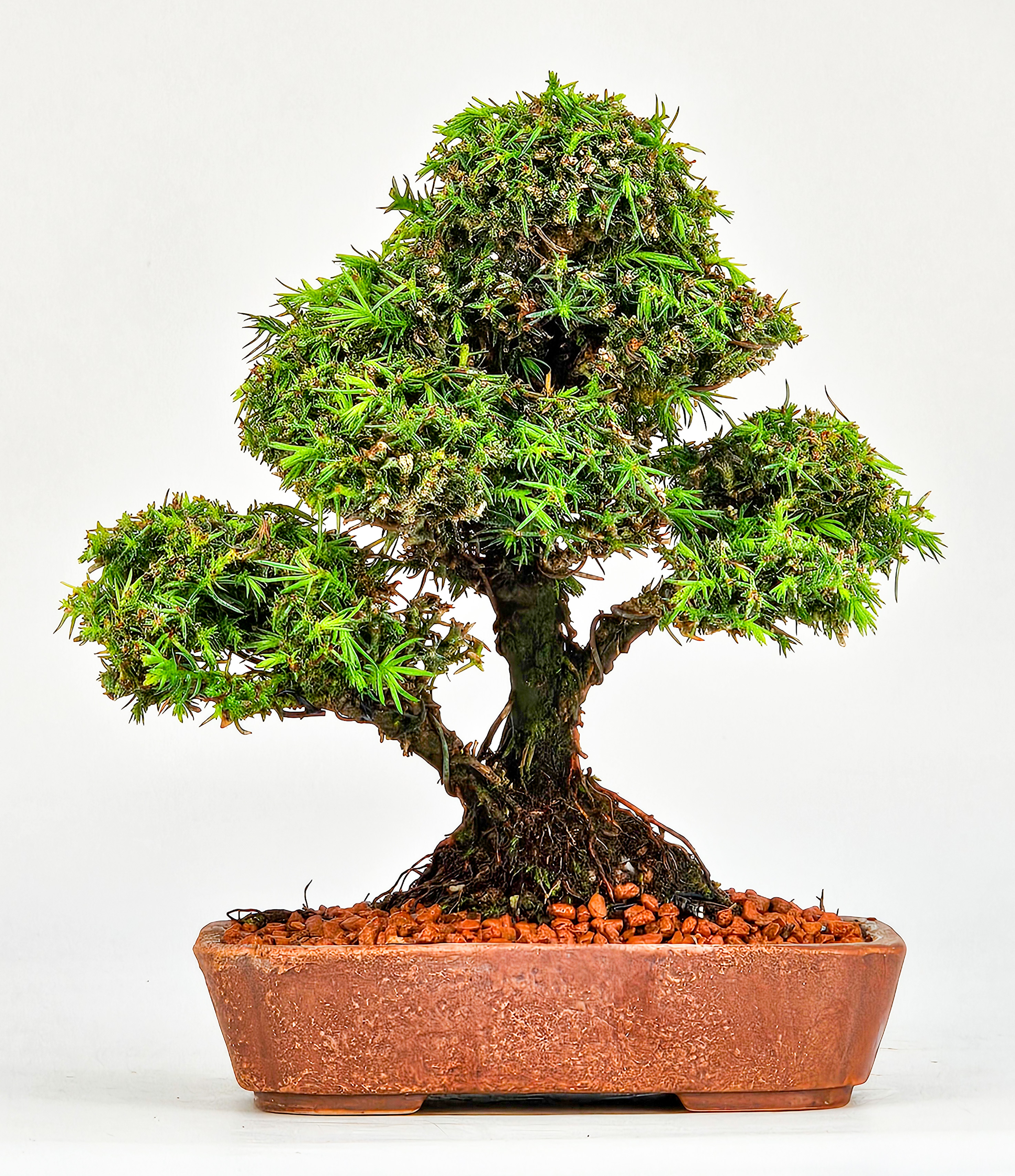 Bonsai Sicheltanne Cryptomeria Japonica Shohin 15cm