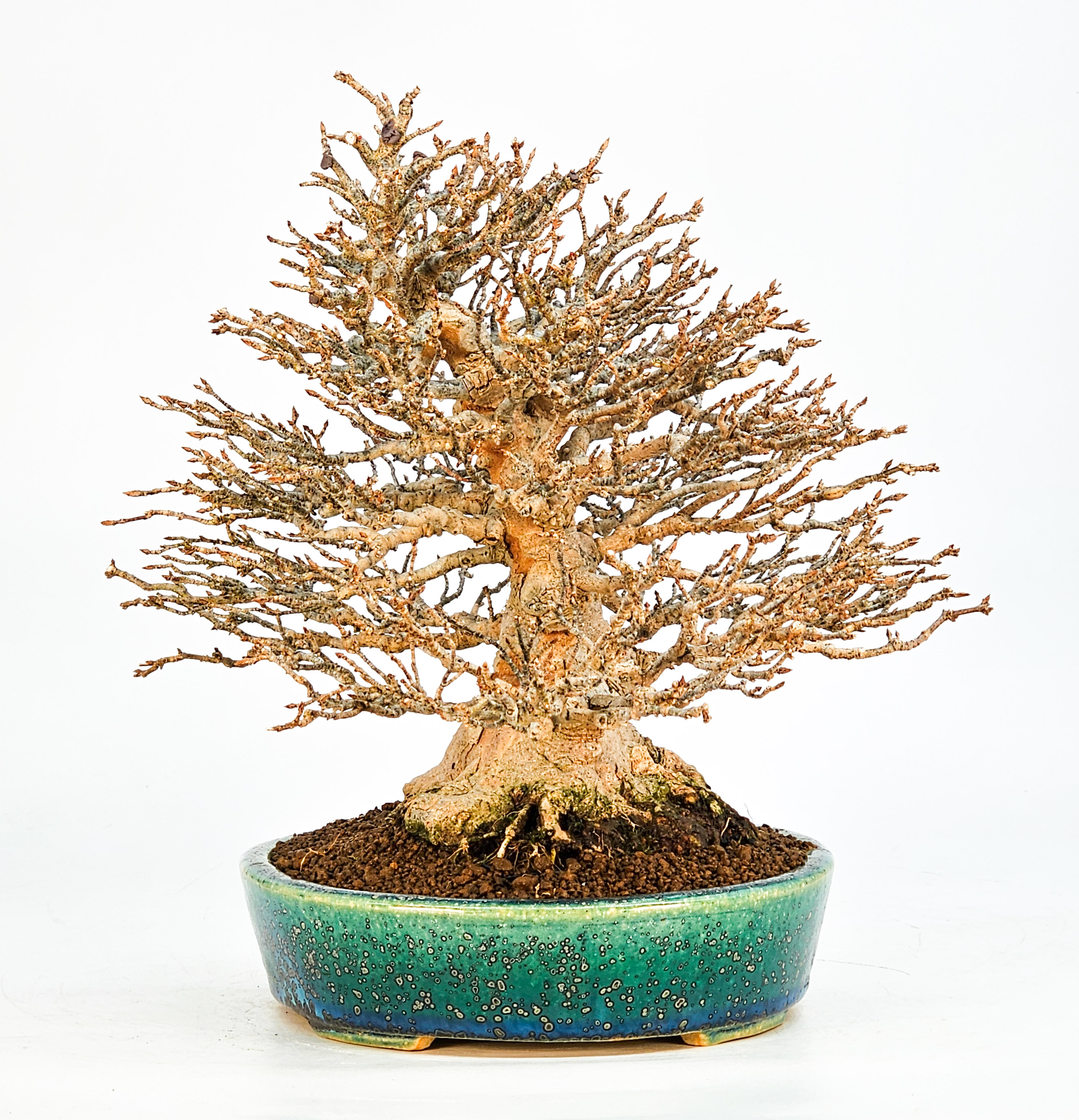 Bonsai Dreispitzahorn - Acer buergerianum 21cm