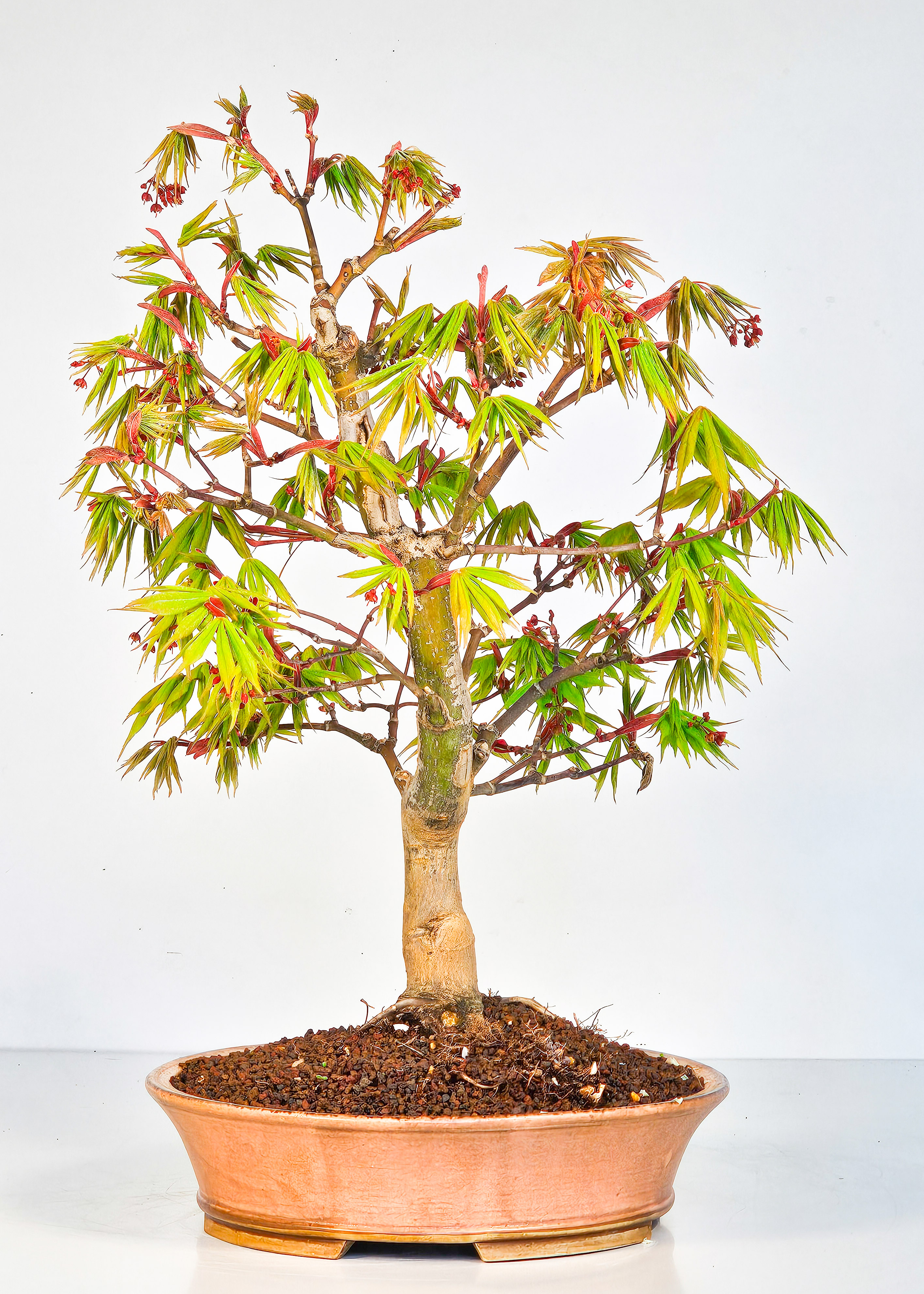 Bonsai Fächerahorn - Acer palmatum Osakazuki 40cm