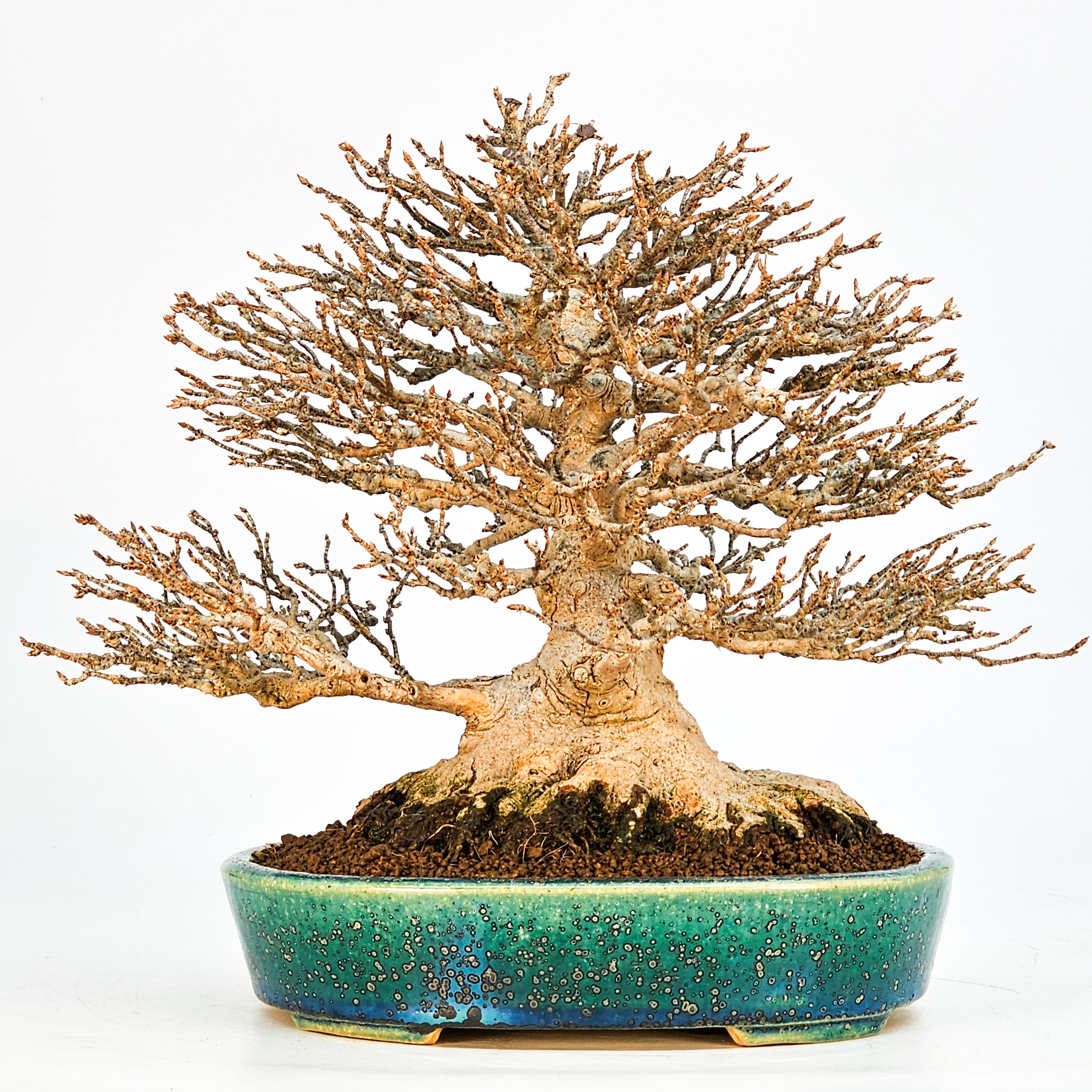 Bonsai Dreispitzahorn - Acer buergerianum 21cm