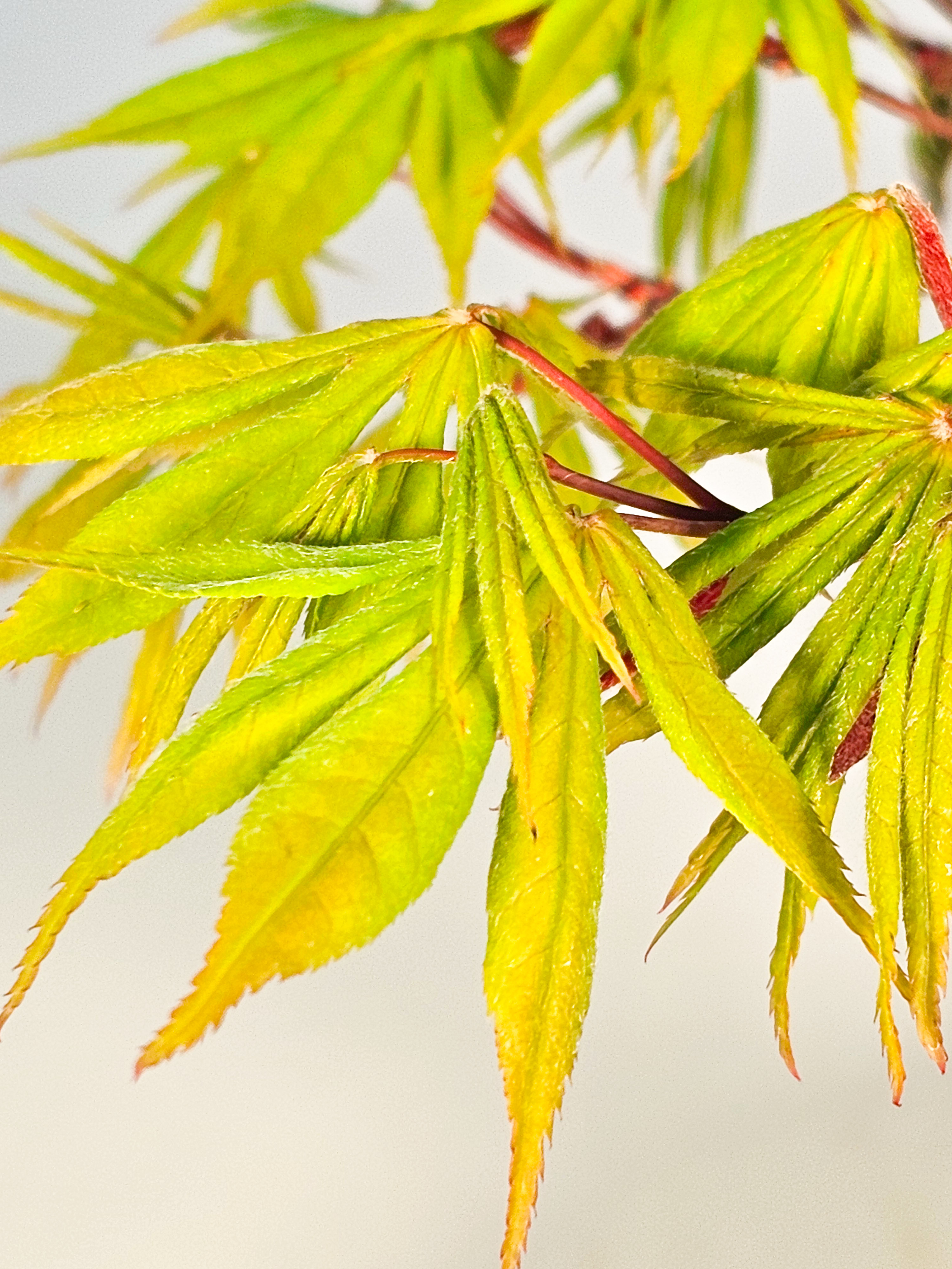 Bonsai Fächerahorn - Acer palmatum Osakazuki 40cm