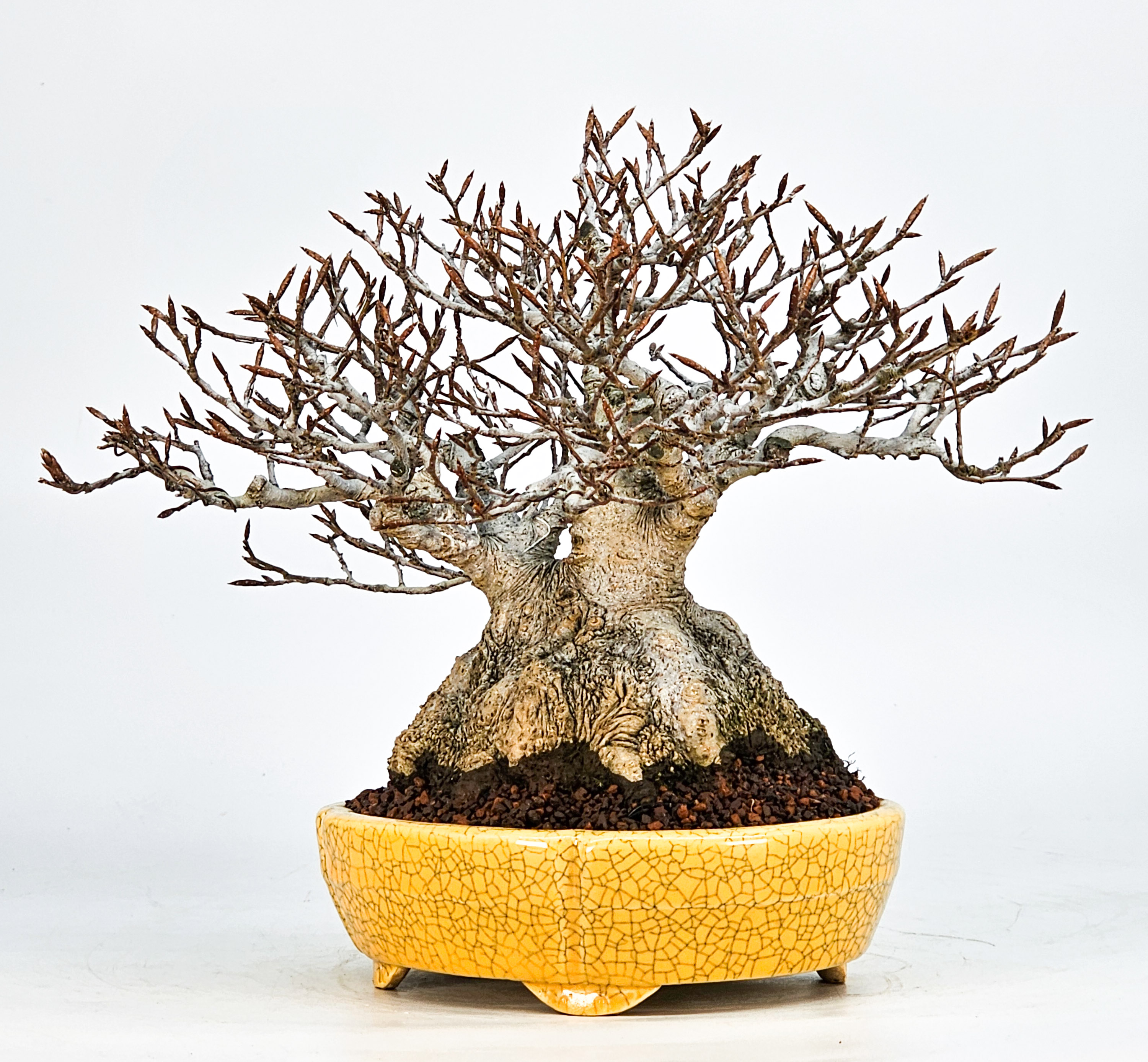 Bonsai Premium Kerbbuche Fagus Crenata 17,5 cm Video!!