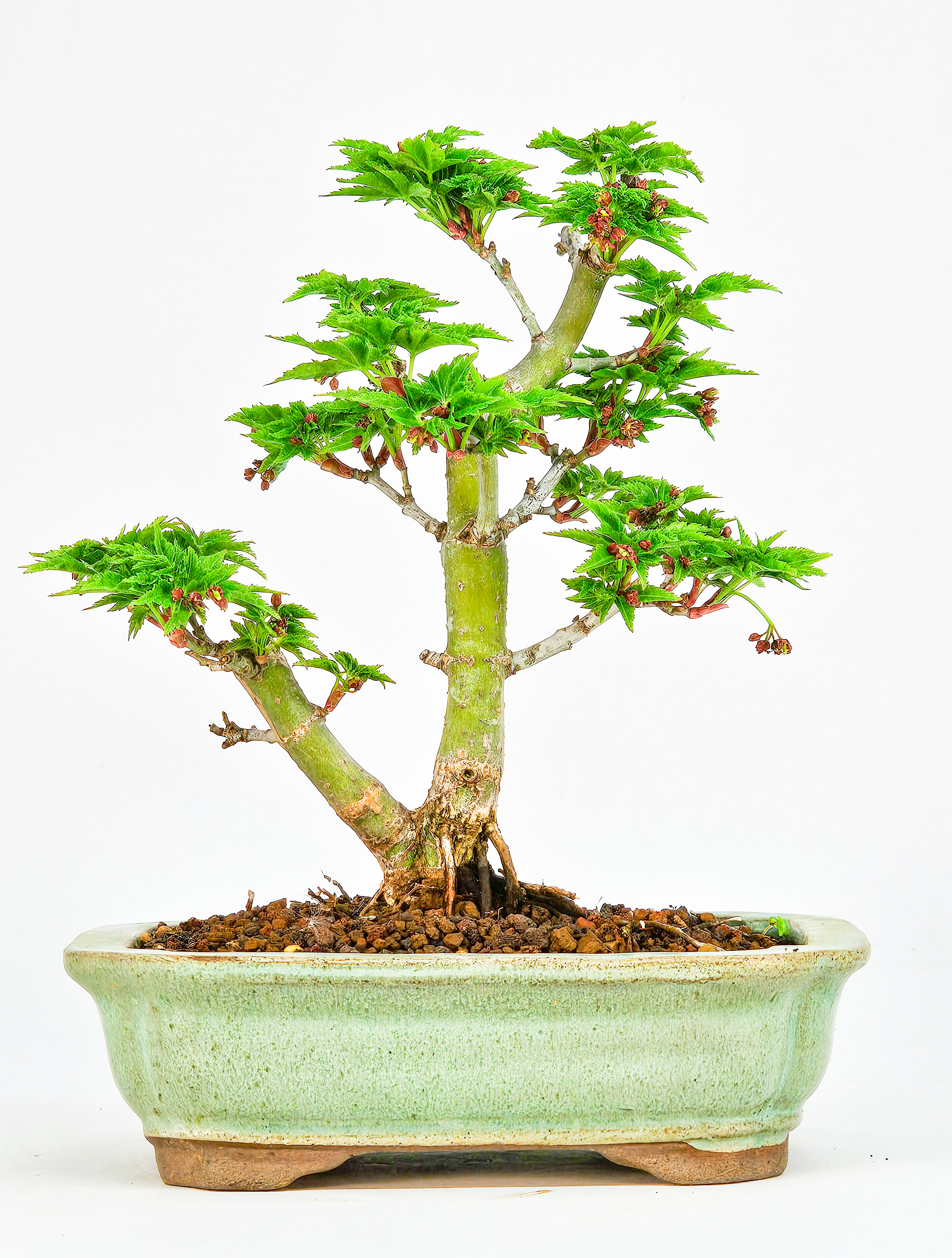 Bonsai Löwenkopfahorn- Acer palmatum Shishigashira Shohin 14cm