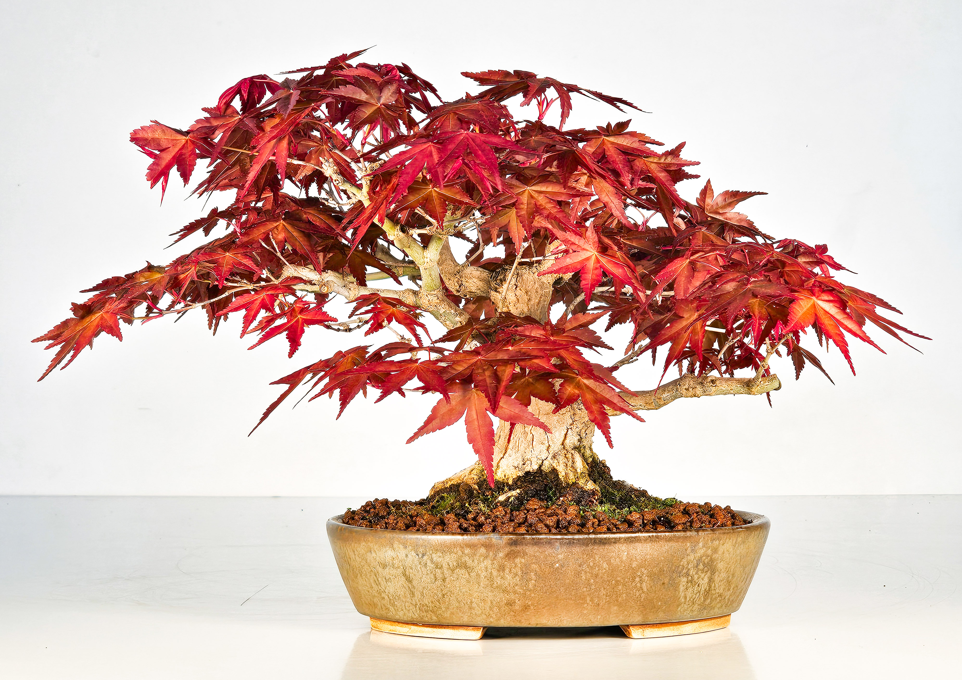 Bonsai Fächerahorn Acer palmatum Deshojo Shohin 17cm