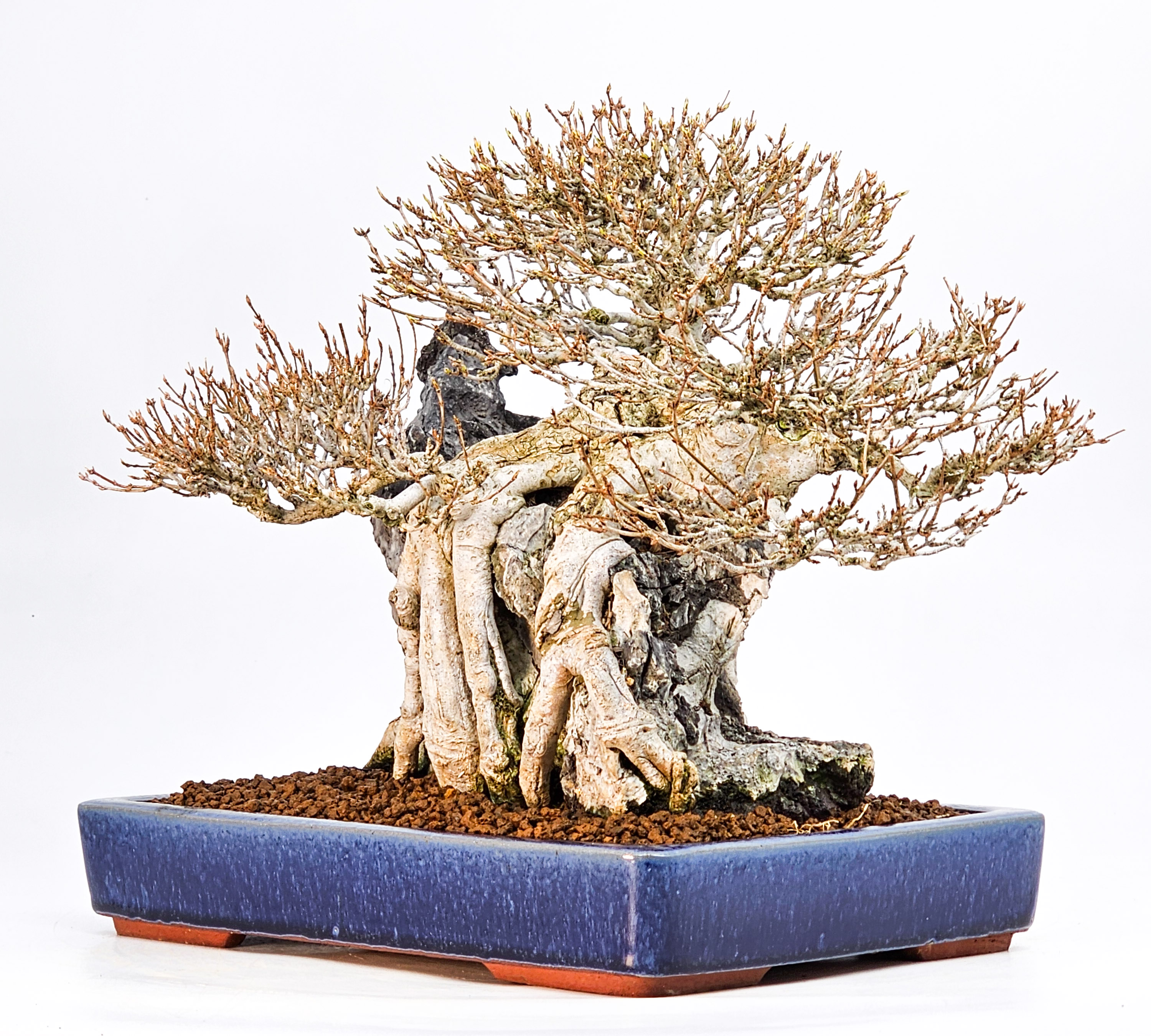 Bonsai Dreispitzahorn - Acer buergerianum Ishizuki 25cm Video!!