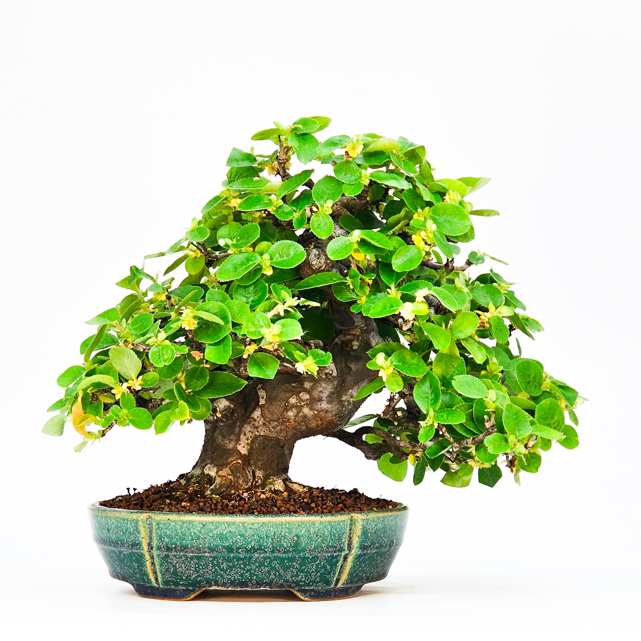 Shohin Bonsai mit grünen Blättern  in einer grünen Tokoname Bonsaischale