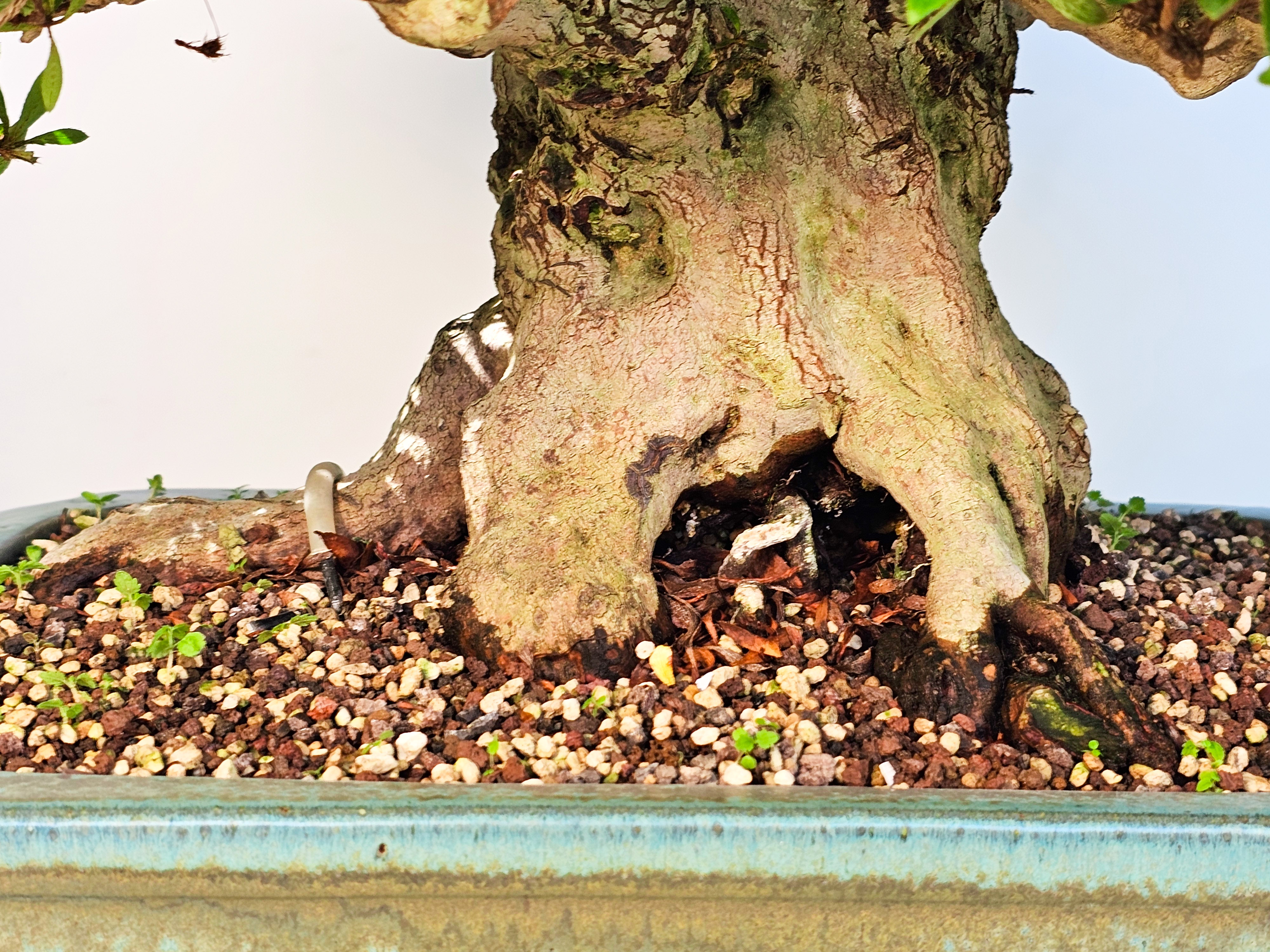 Bonsai Azalee Rhododendron indicum -Nissho no Hakari- 48cm